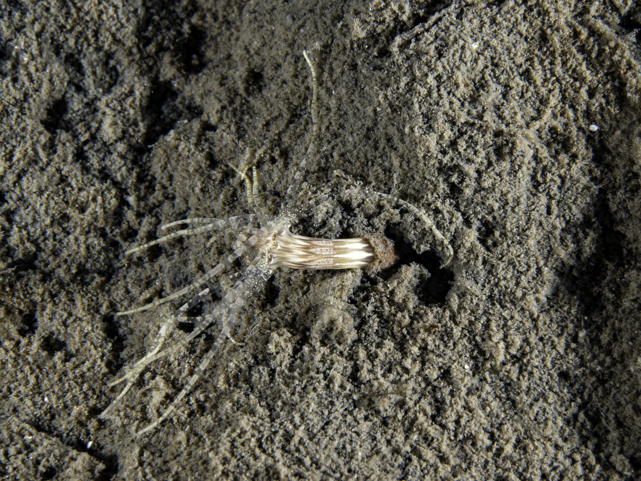 image: Scolanthus callimorphus. Showing column, Carna, Co. Galway, 2015.