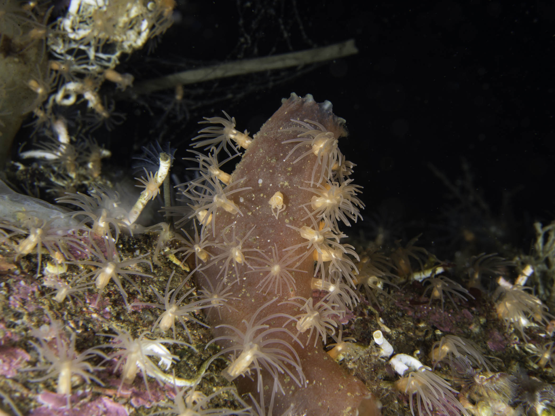 image: Gonactinia prolifera. Growing on the ascidian <em>Ascidia mentula</em>, Gulen, Norway, 2016.