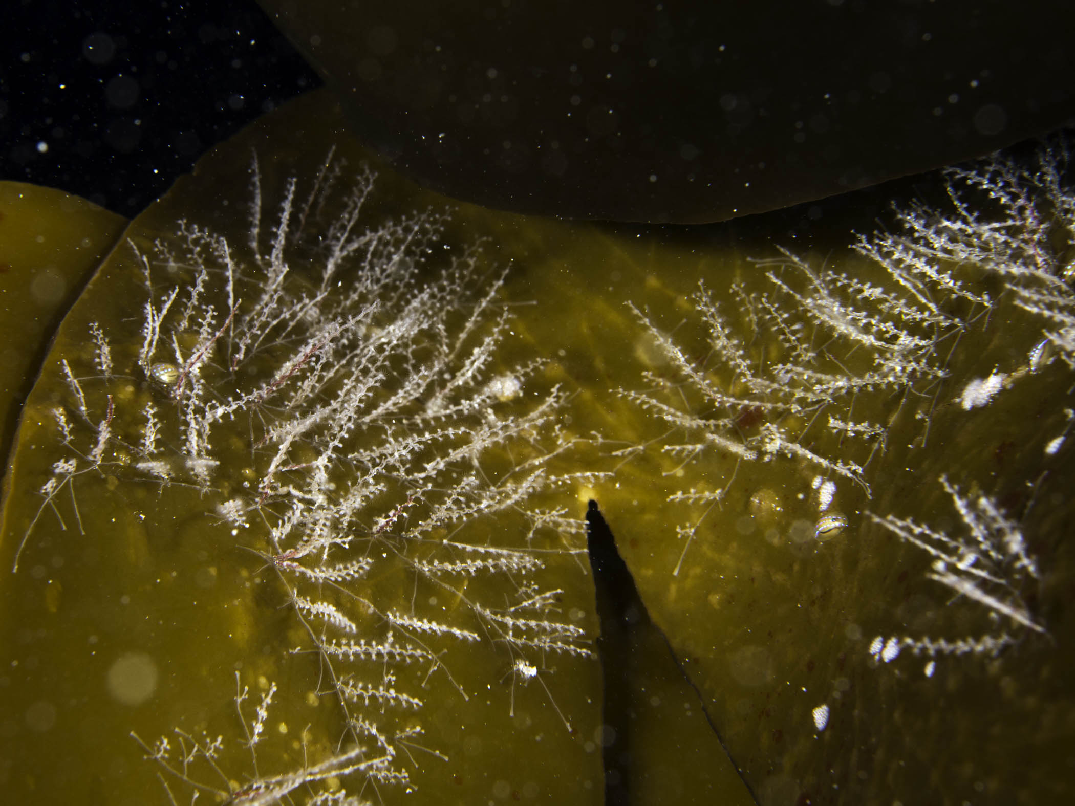 image: Obelia geniculata. Scilly Isles, 2016.