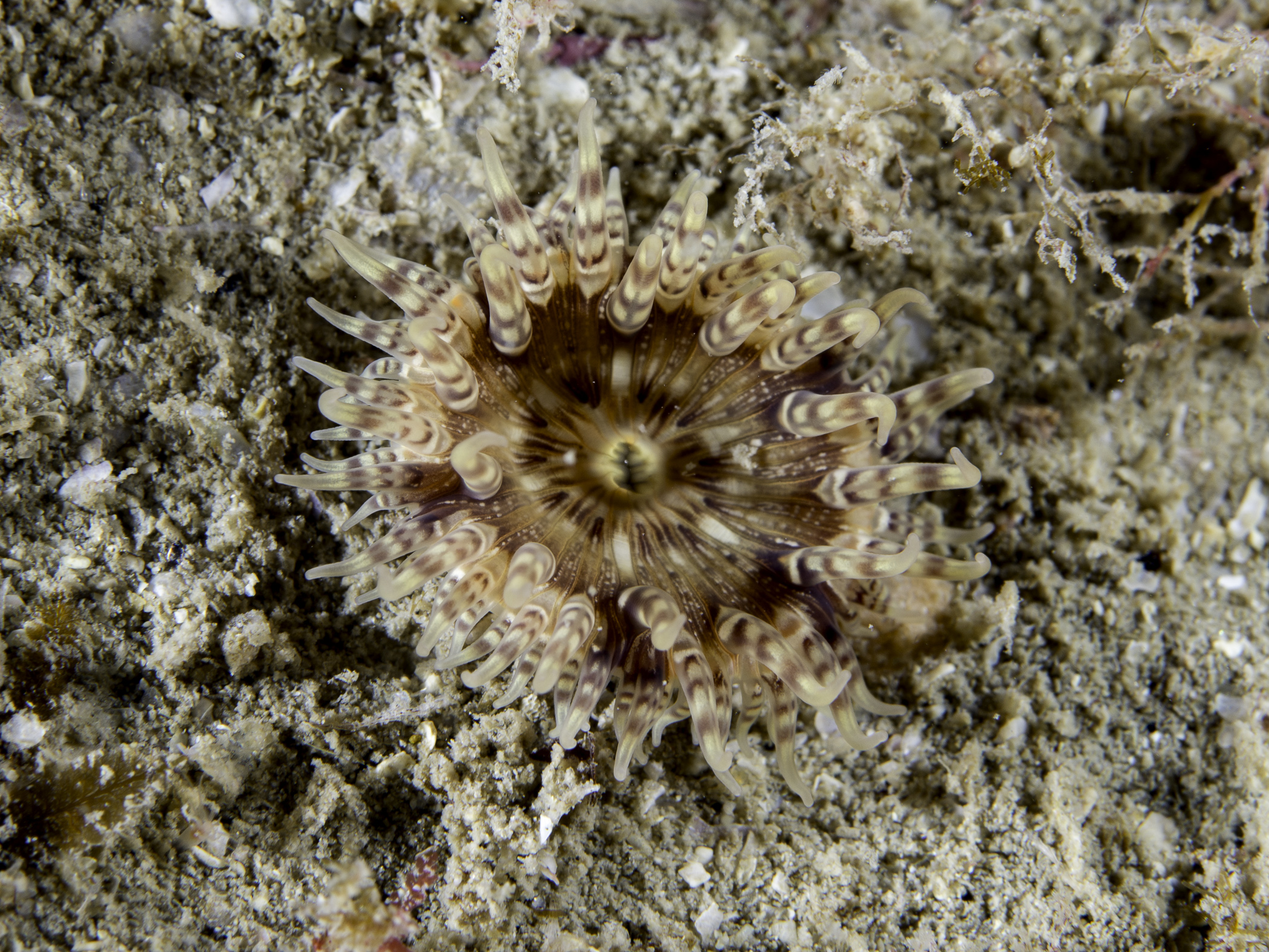 image: Cataphellia brodricii. Scilly Isles, 2016.