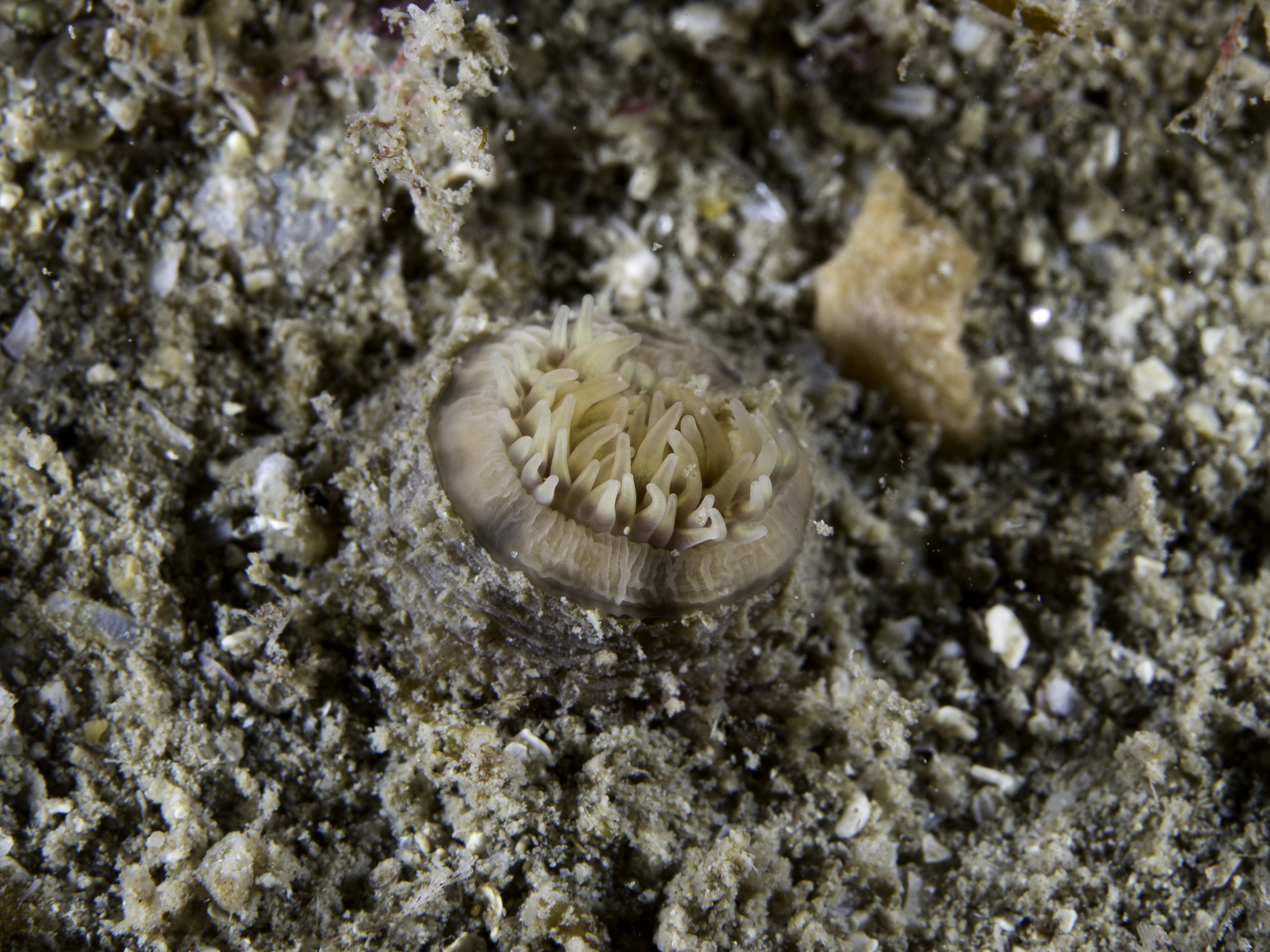 image: Cataphellia brodricii. Showing column, Scilly Isles, 2016.