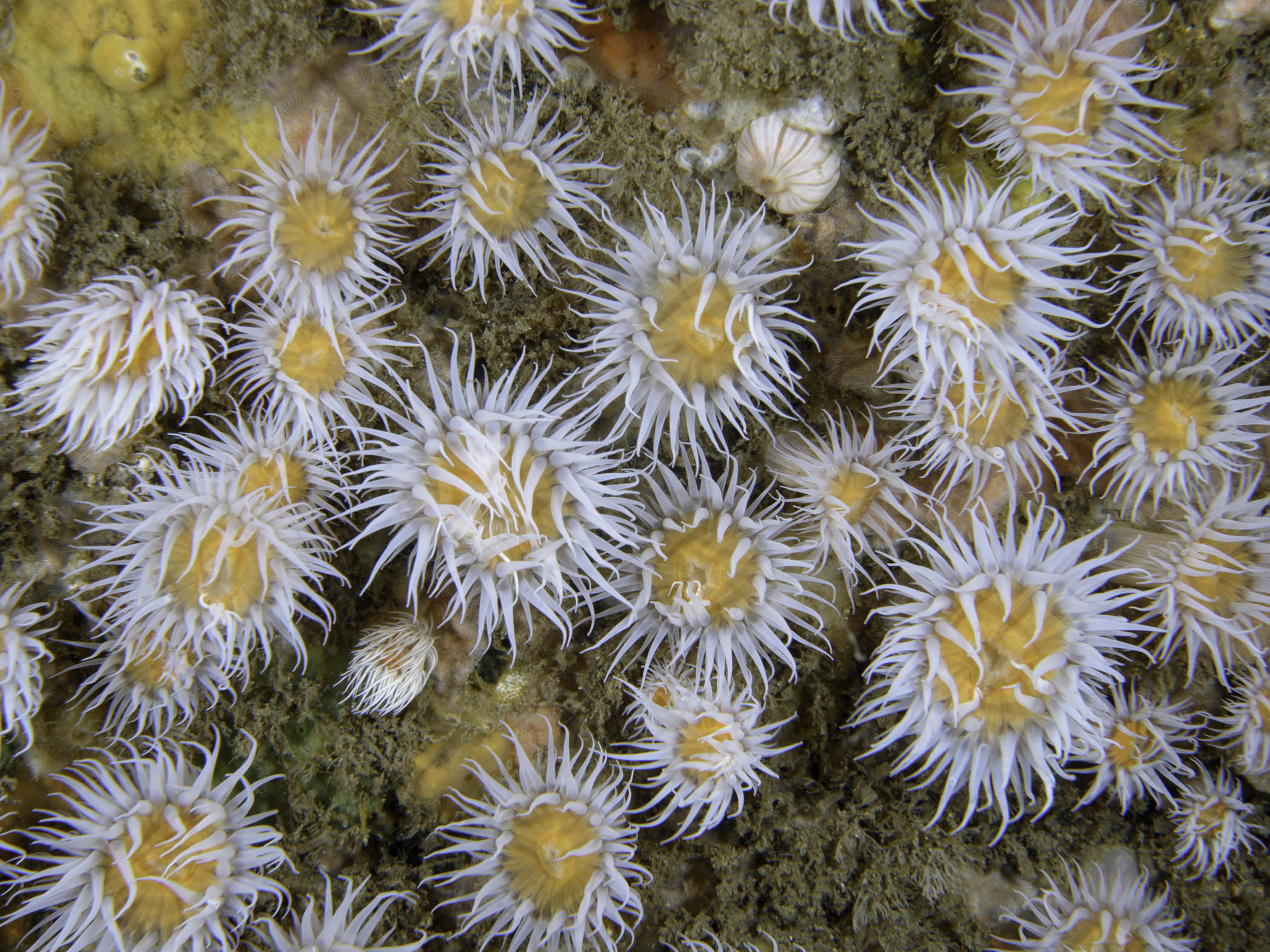 image: Actinothoe sphyrodeta. Isles of Scilly, 2016.