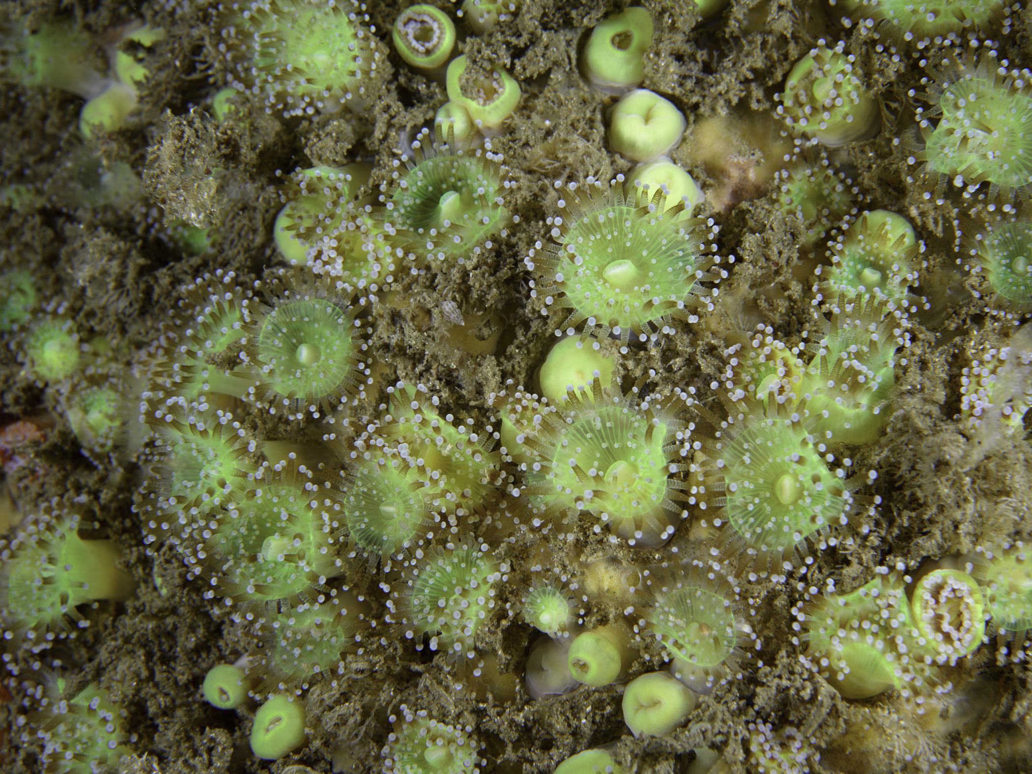 image: Corynactis viridis. Skerries, Portrush, 2017.