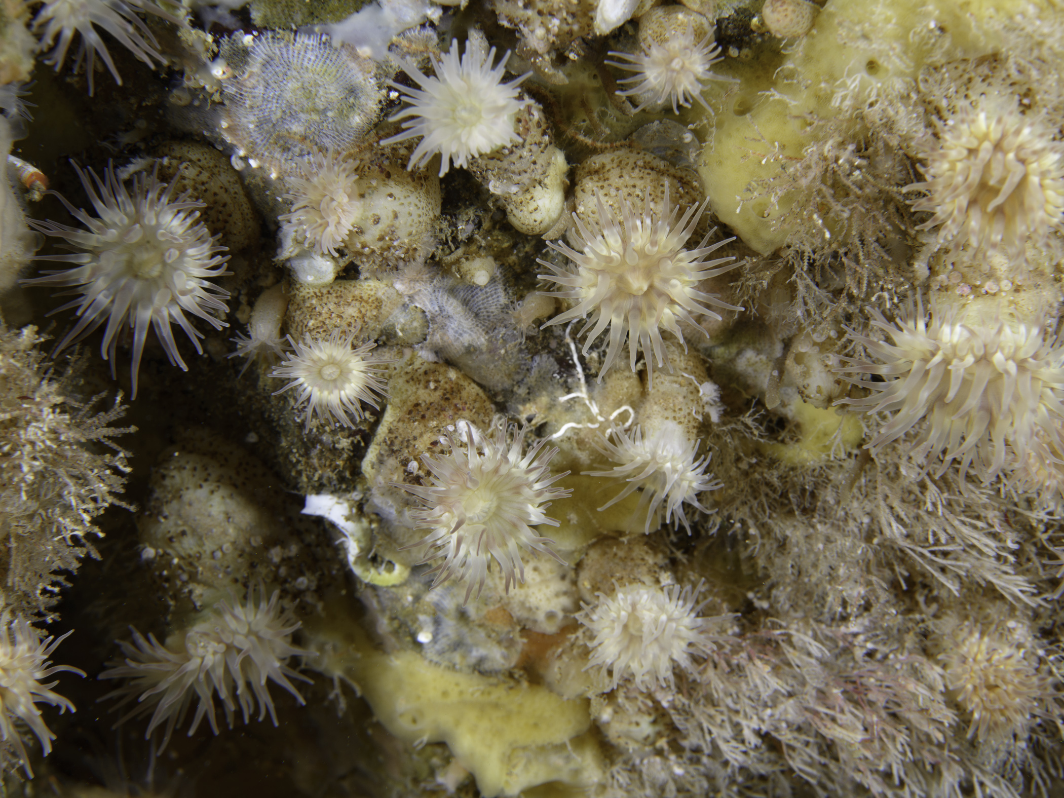 image: Phellia gausapata. Rathlin Island, 2017.