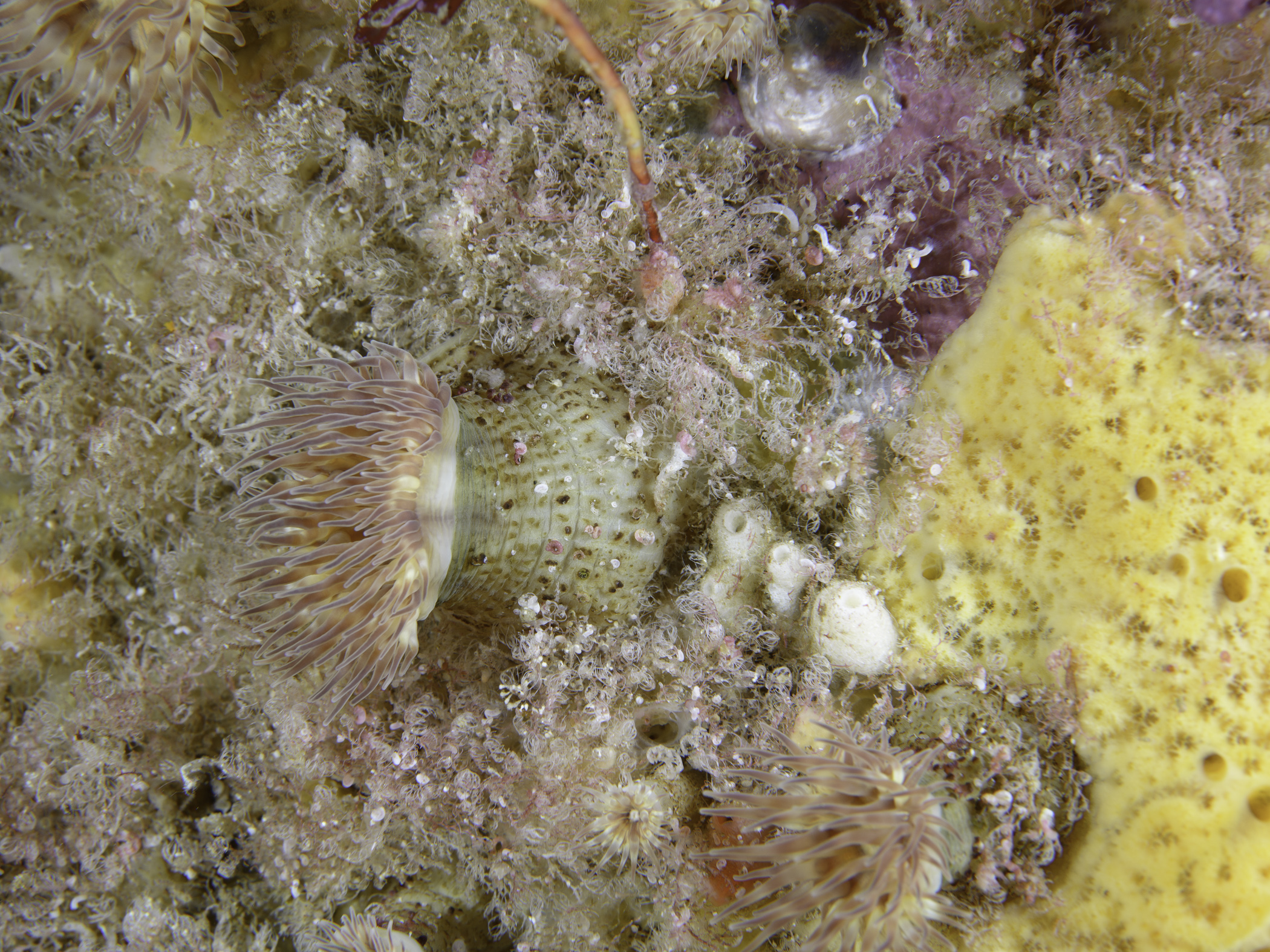 image: Phellia gausapata. Rathlin Island, 2017.