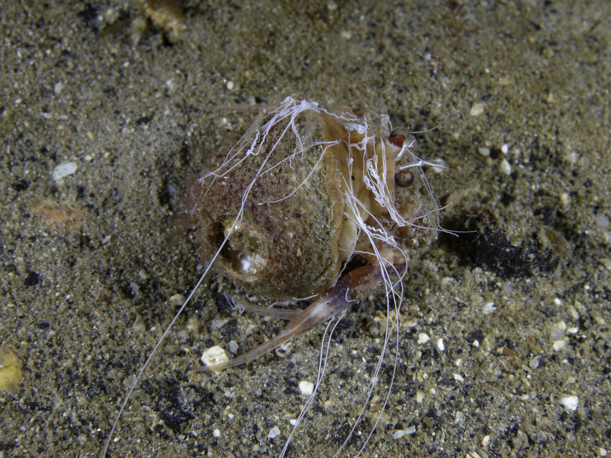 image: Calliactis palliata. Showing threads of acontia (these are fired by the anemone when it is threatened), Rathlin Island, 2017.