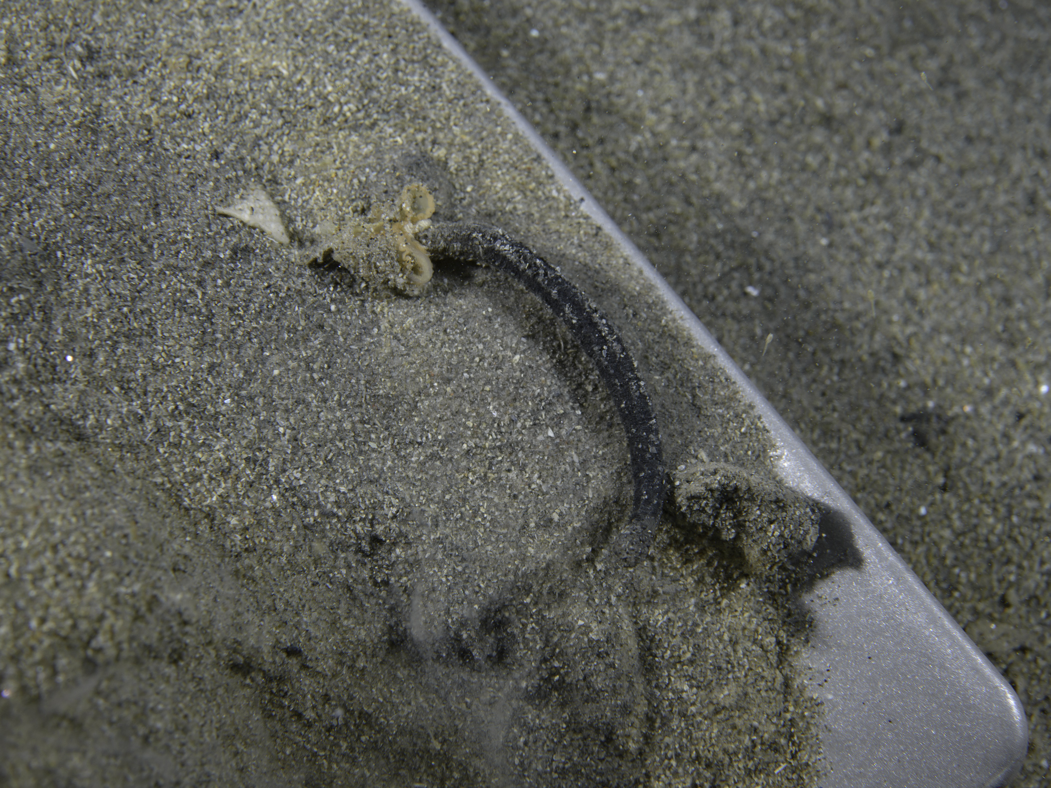 image: Edwardsia claparedii. Anemone body out of burrow, Rathlin Island, 2017.