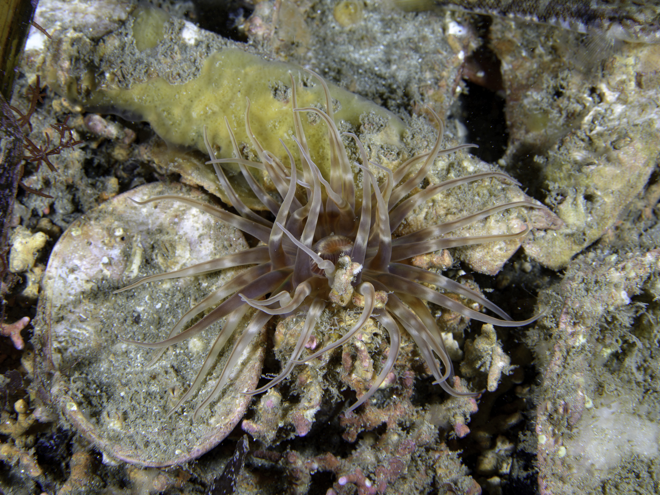 image: Mesacmaea mitchellii. Kilkieran Bay, Co. Galway, 2017.