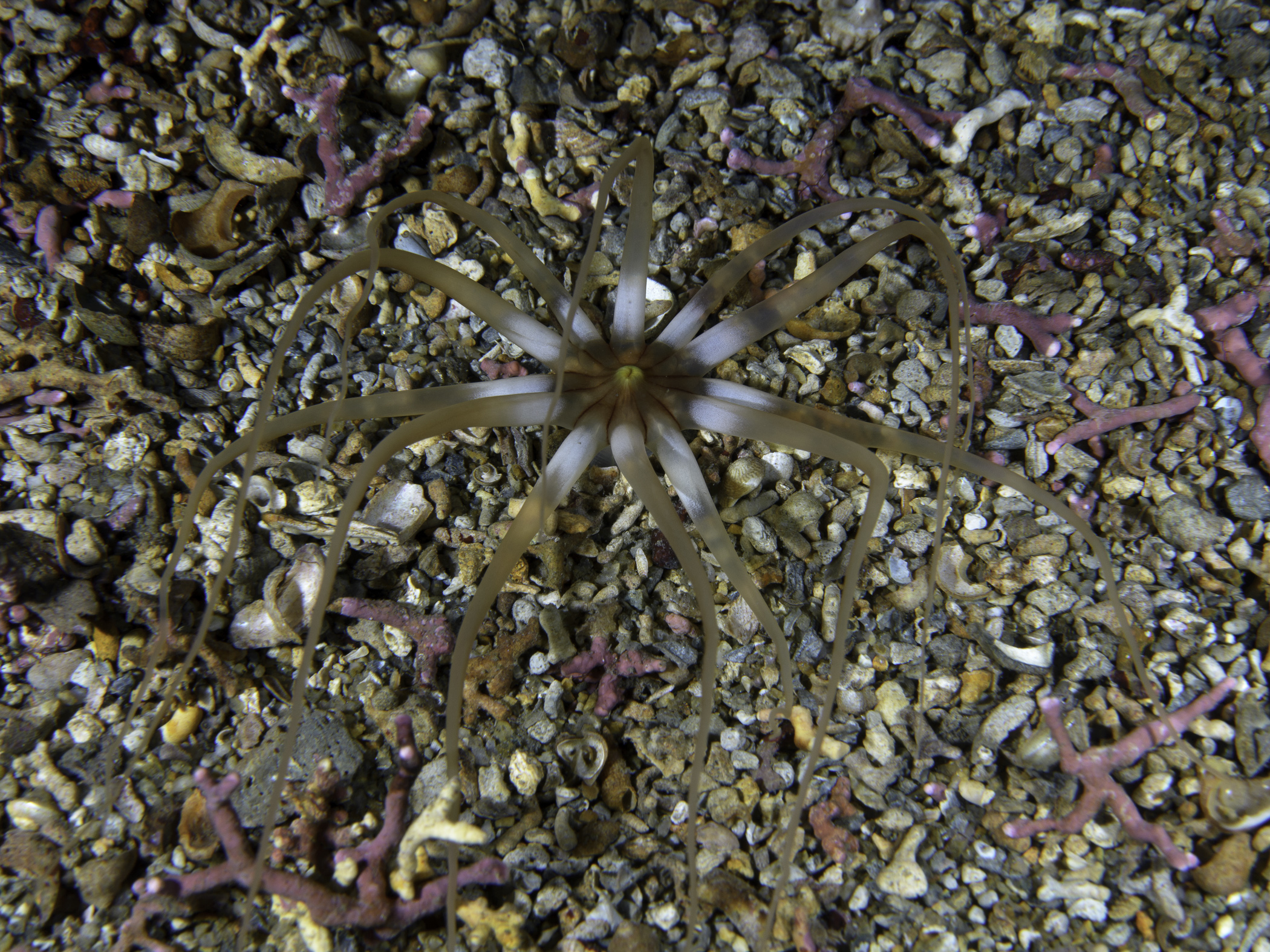 image: Halcampoides elongatus. Kilkieran Bay, Co. Galway, 2017.