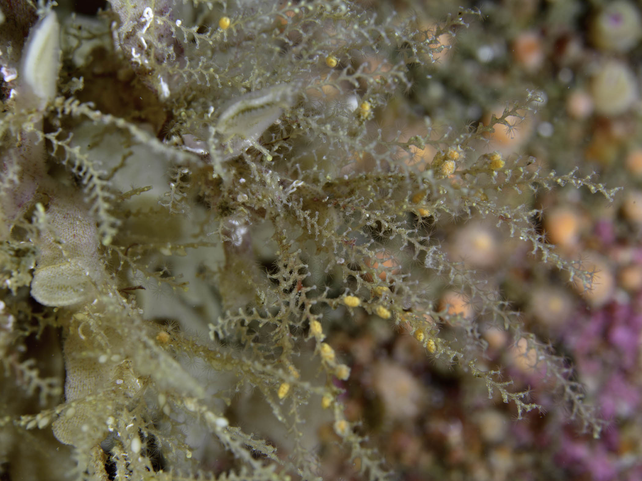 image: Sertularella fusiformis. On the bryozoan, <em>Flustra foliacea</em>, Kilkieran Bay, Co. Galway, 2017.