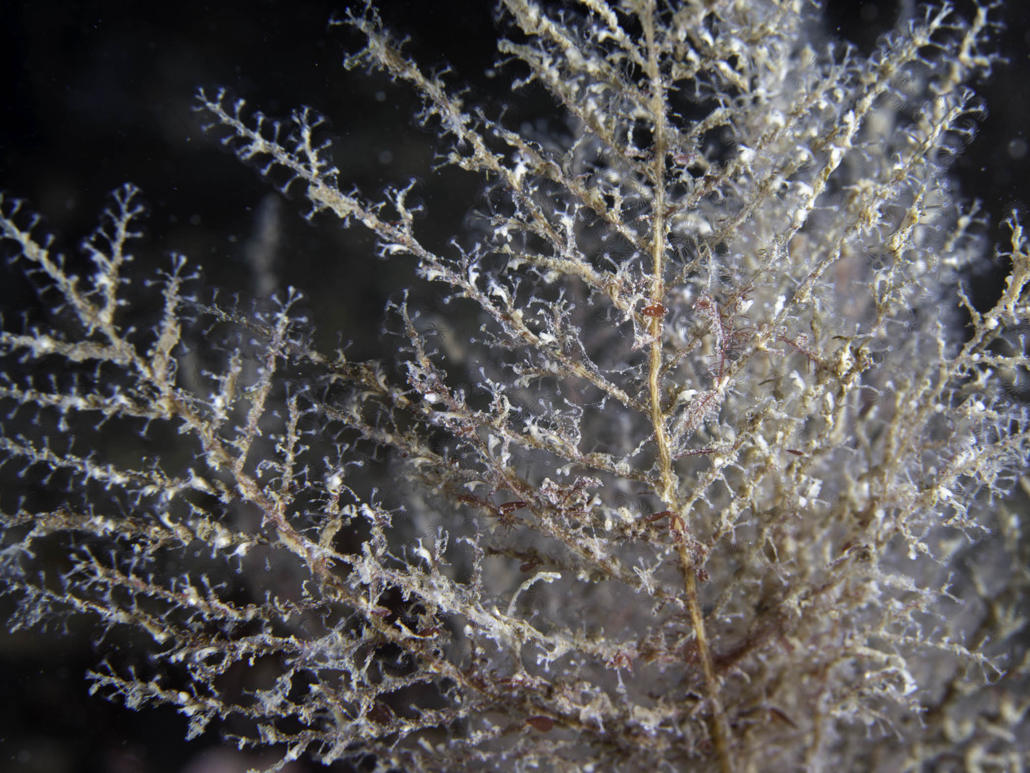 image: Halecium beanii. Strangford Lough, 2018.