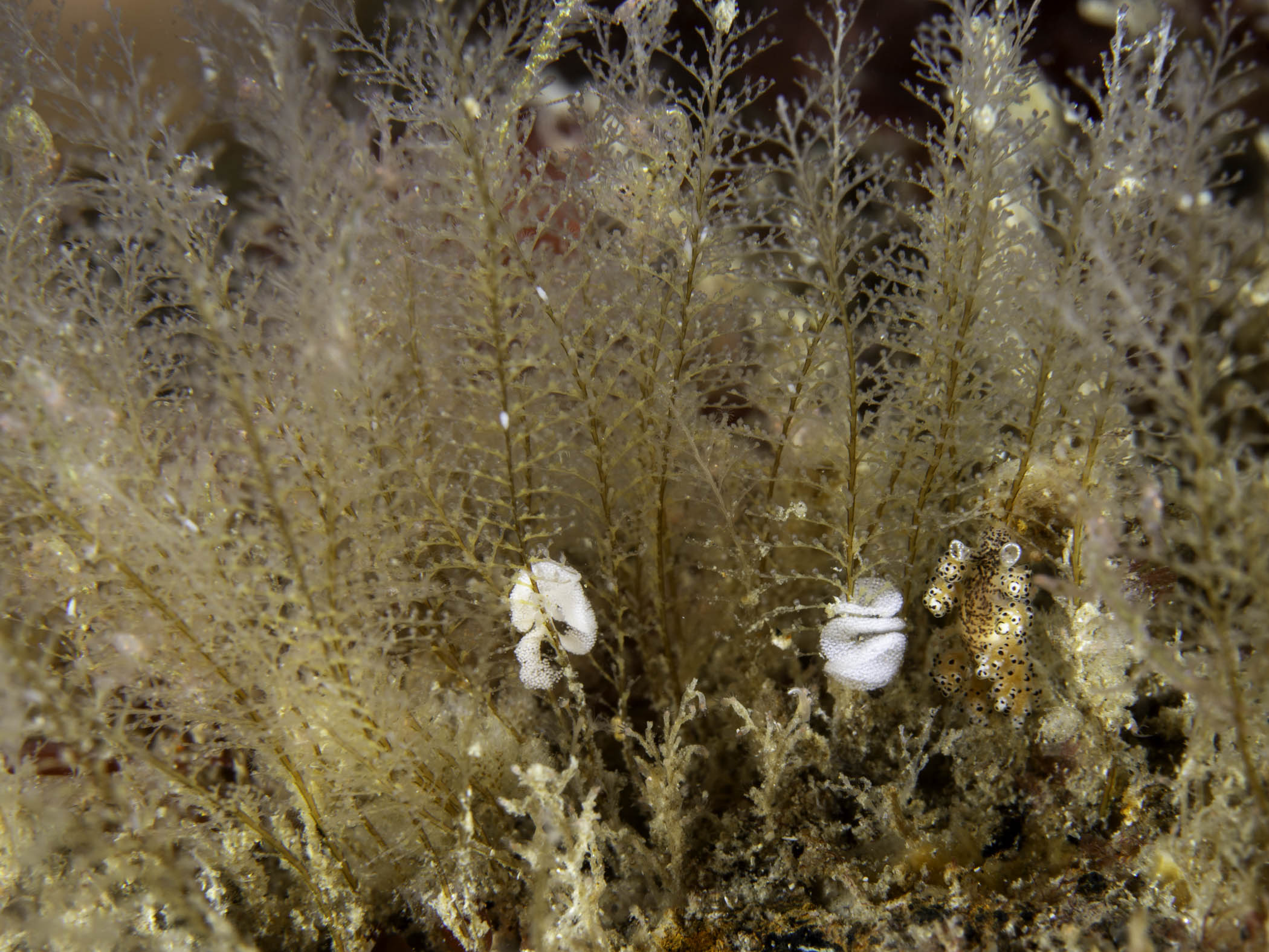 image: Plumularia setacea. Close-up of colony with the nudibranch, <em>Doto millbayana</em>, Connemara, 2018.