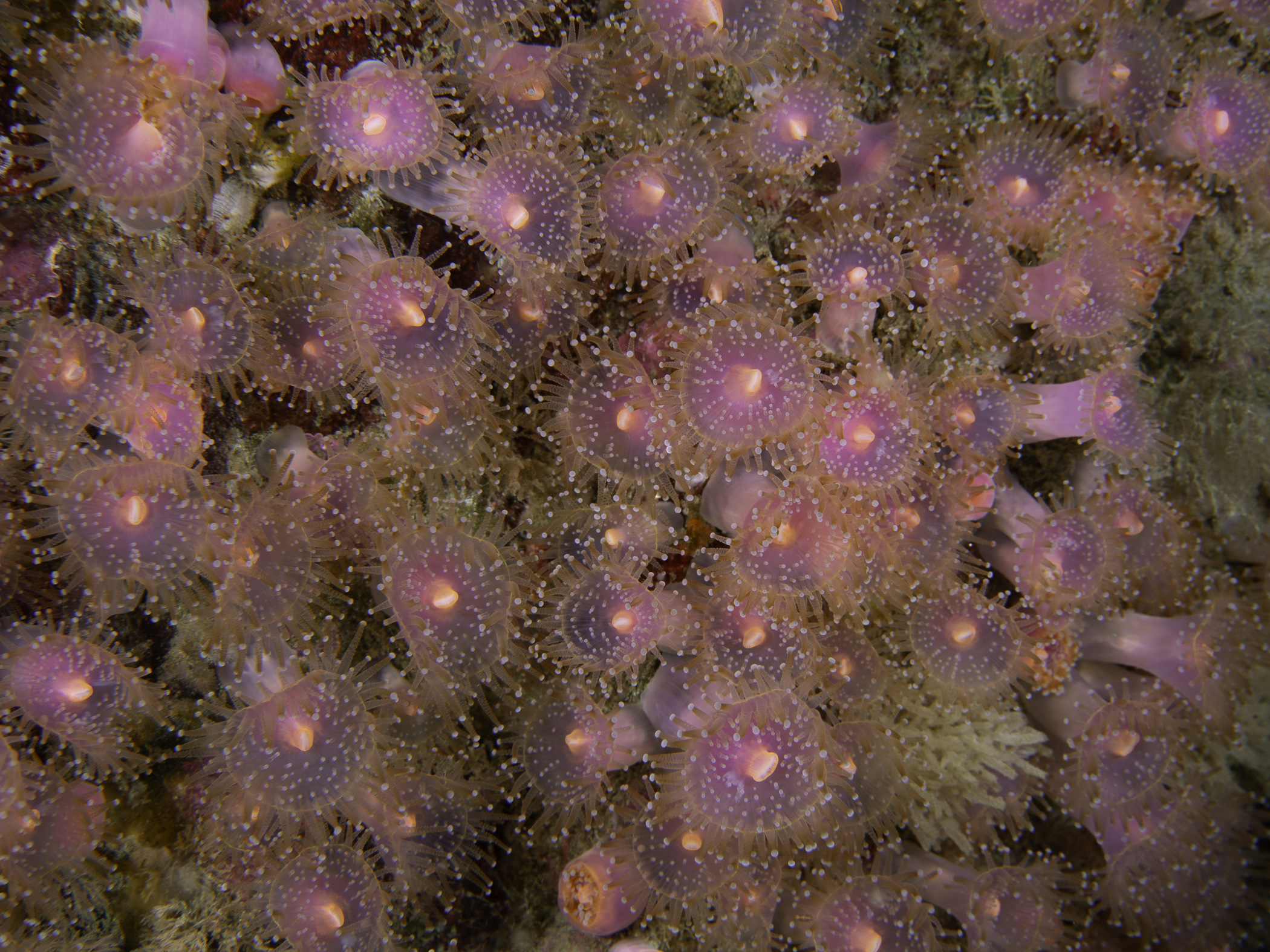 image: Corynactis viridis. Connemara, 2018.