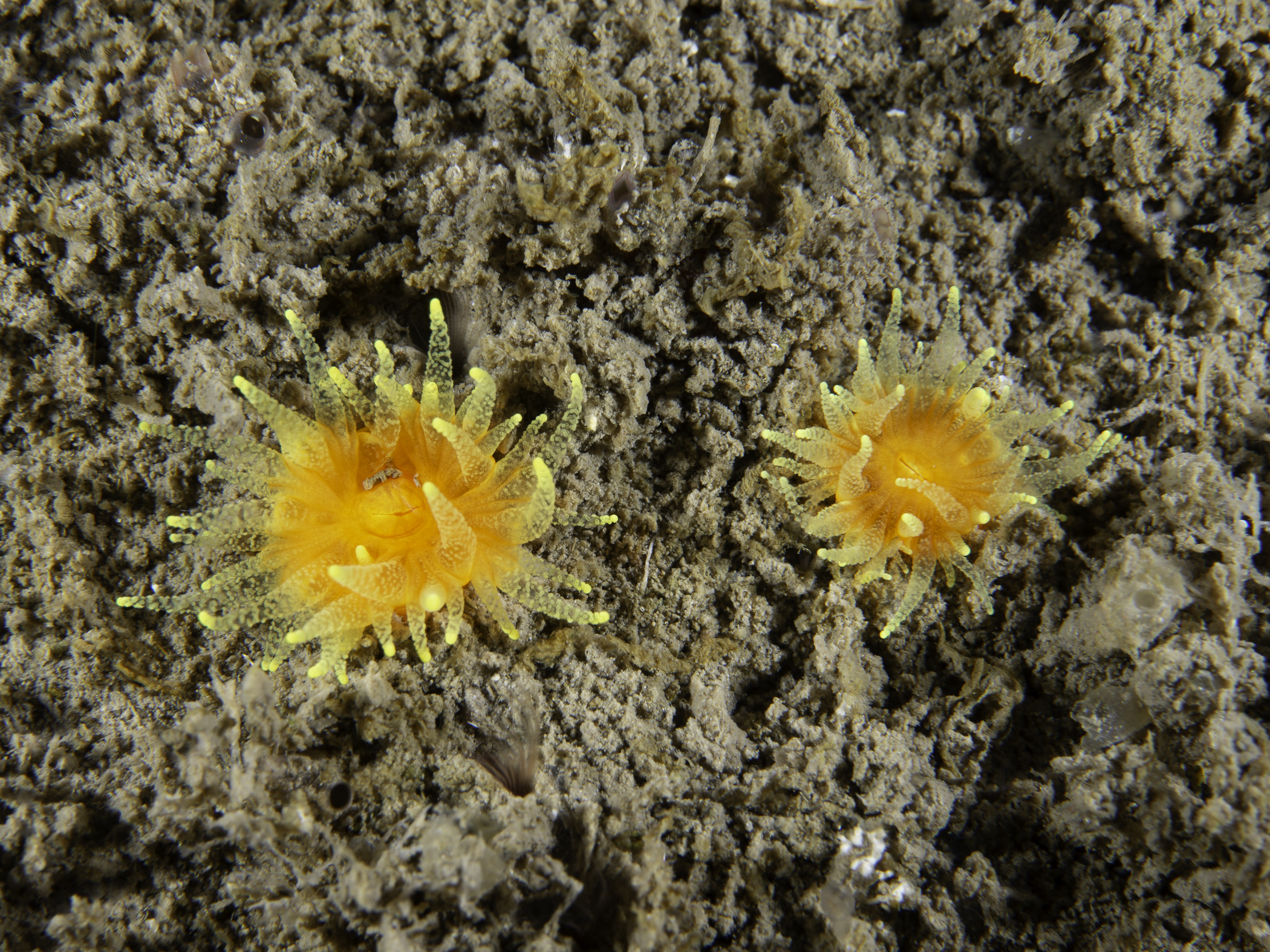 image: Balanophyllia regia. Skomer, 2018.