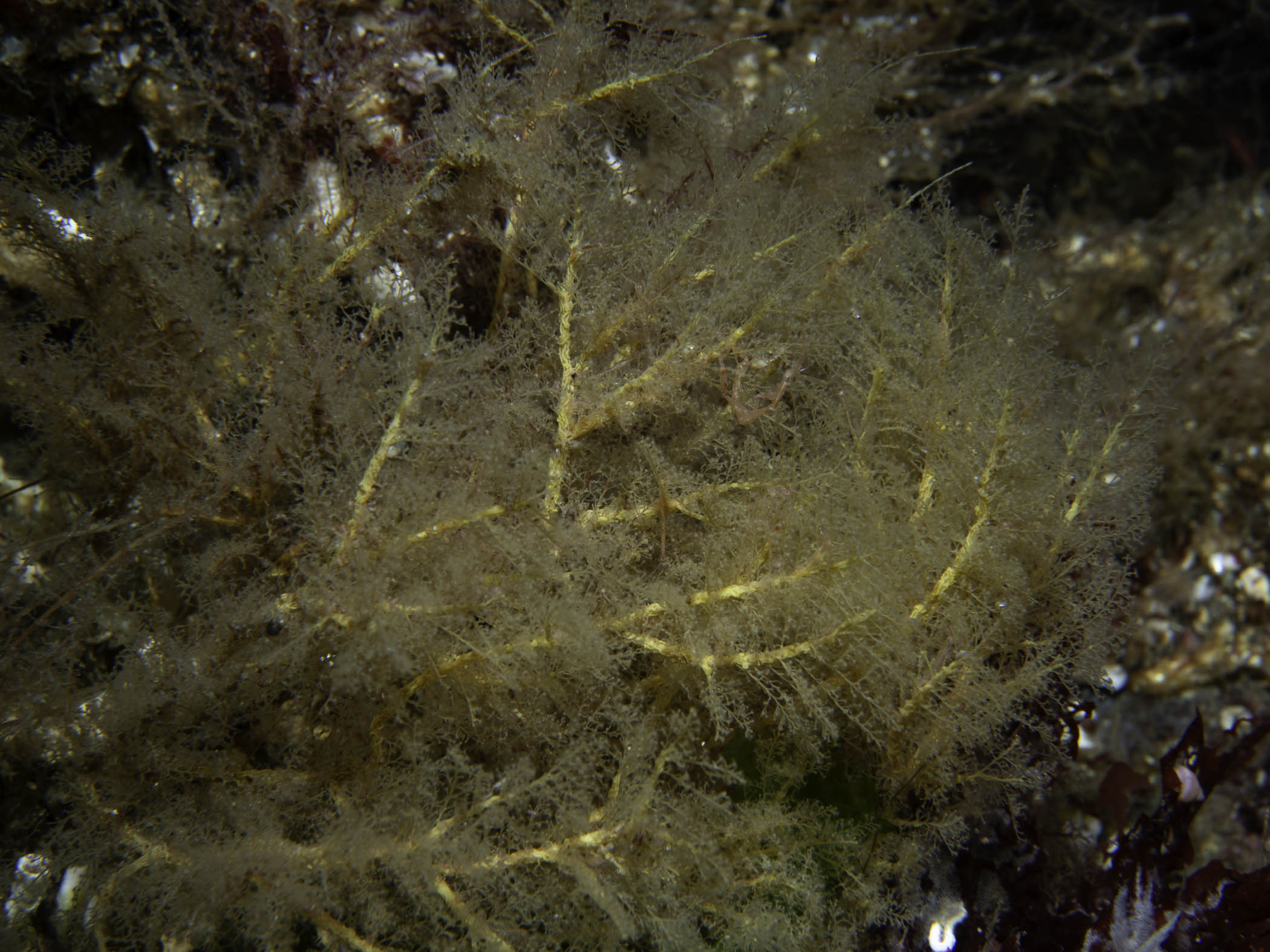 image: Halecium muricatum. Gulen, Norway, 2019.