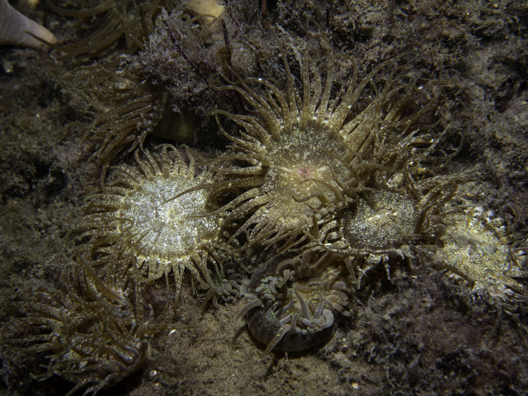 image: Anthopleura ballii. Lough Hyne, 2019.