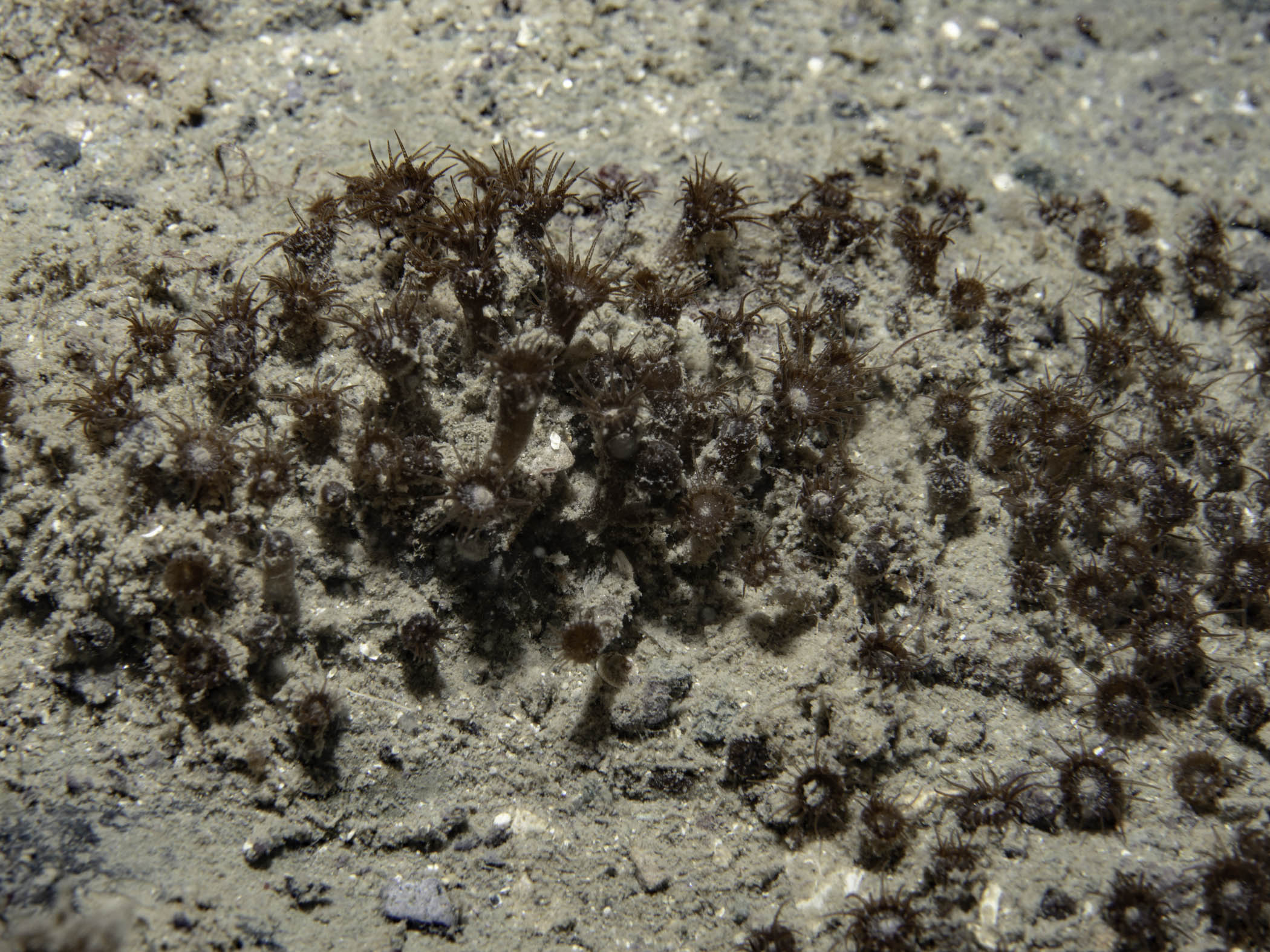 image: Isozoanthus sulcatus. Lough Hyne, 2019.