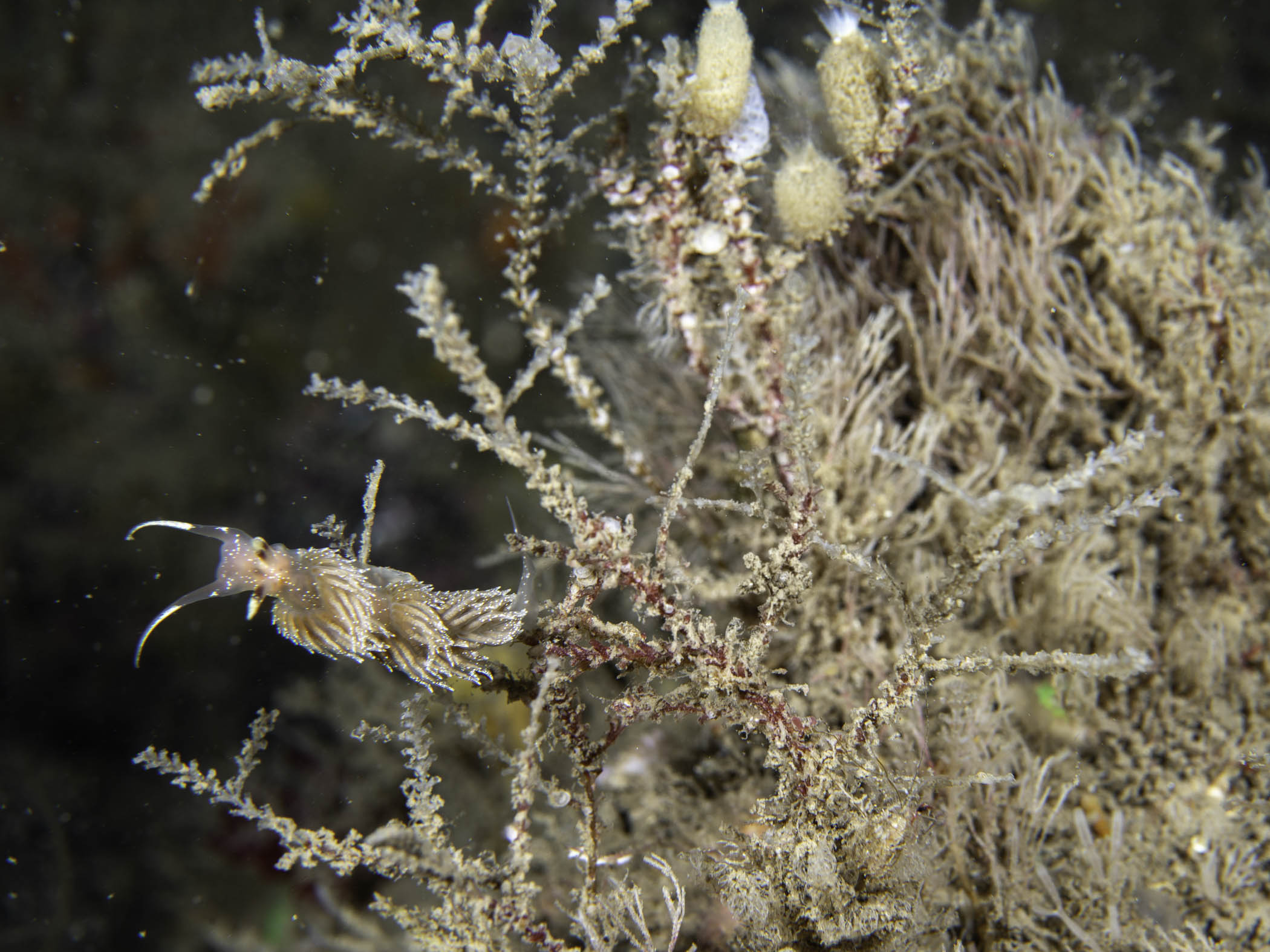 image: Tamarisca tamarisca. The nudibranch <em>Facelina annulicornis</em> feeding on <em>Tamarisca tamarisca</em>, Rathlin Island, 2019.
