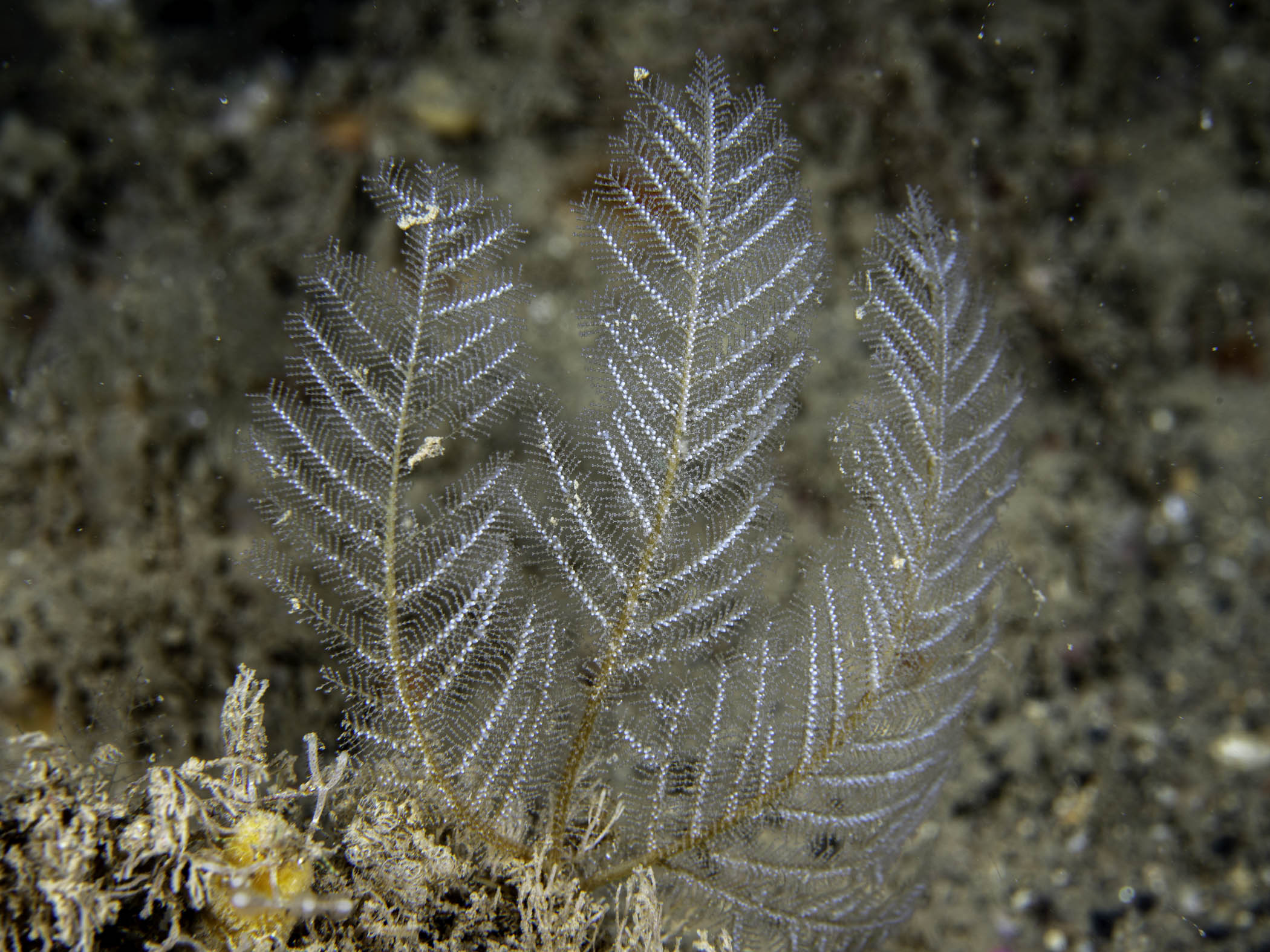 image: Polyplumaria flabellata. Reproductive colony, Rathlin Island, 2019.