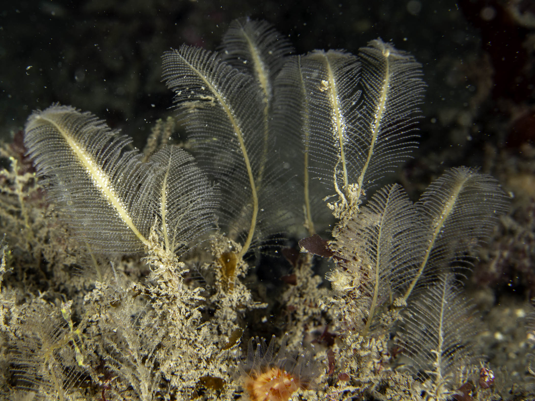image: Schizotricha frutescens. Rathlin Island, 2019.