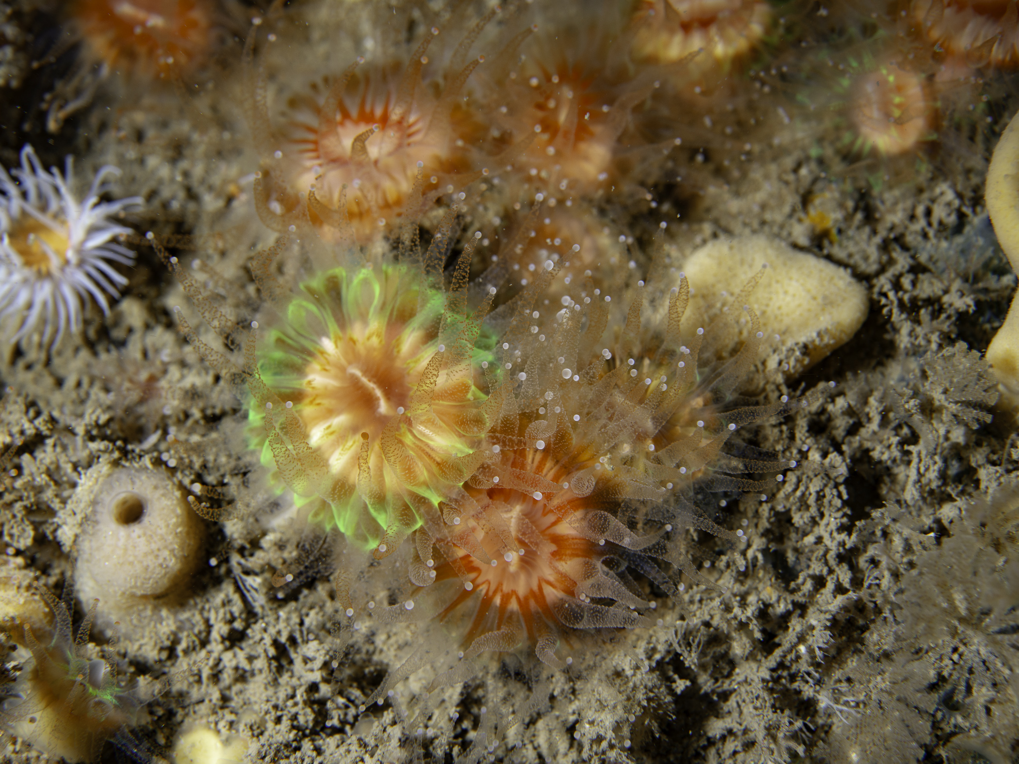 image: Caryophyllia smithii. Rathlin Island, 2019.