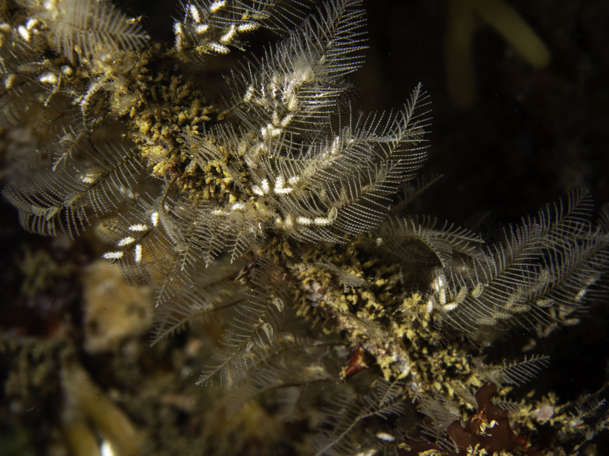 image: Aglaophenia pluma. Growing on a kelp stipe, Connemara, 2019.