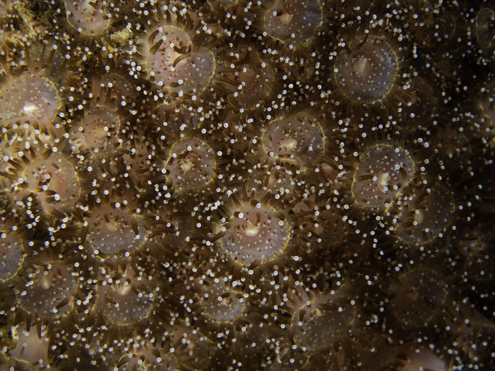 image: Corynactis viridis. Connemara, 2019.