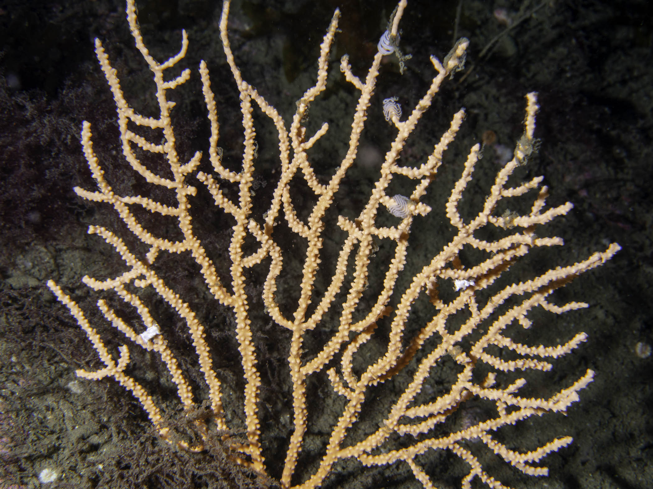 image: Eunicella verrucosa. Mullaghmore, Co. Sligo, 2019.