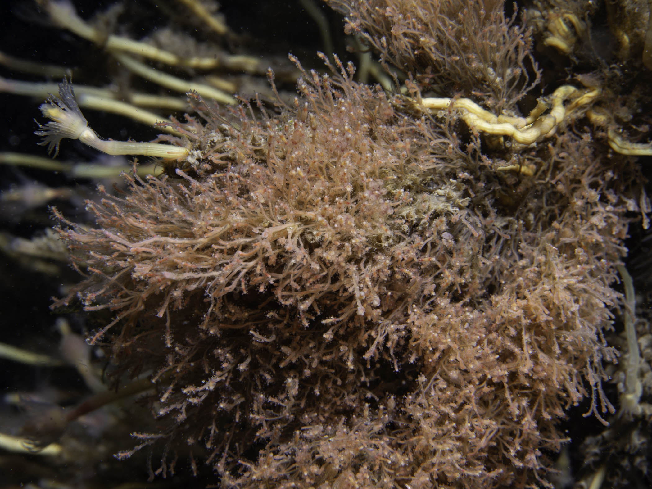 image: Coryne eximia. Growing amongst <em>Tubularia indivisa</em>, Strangford Lough, 2021.