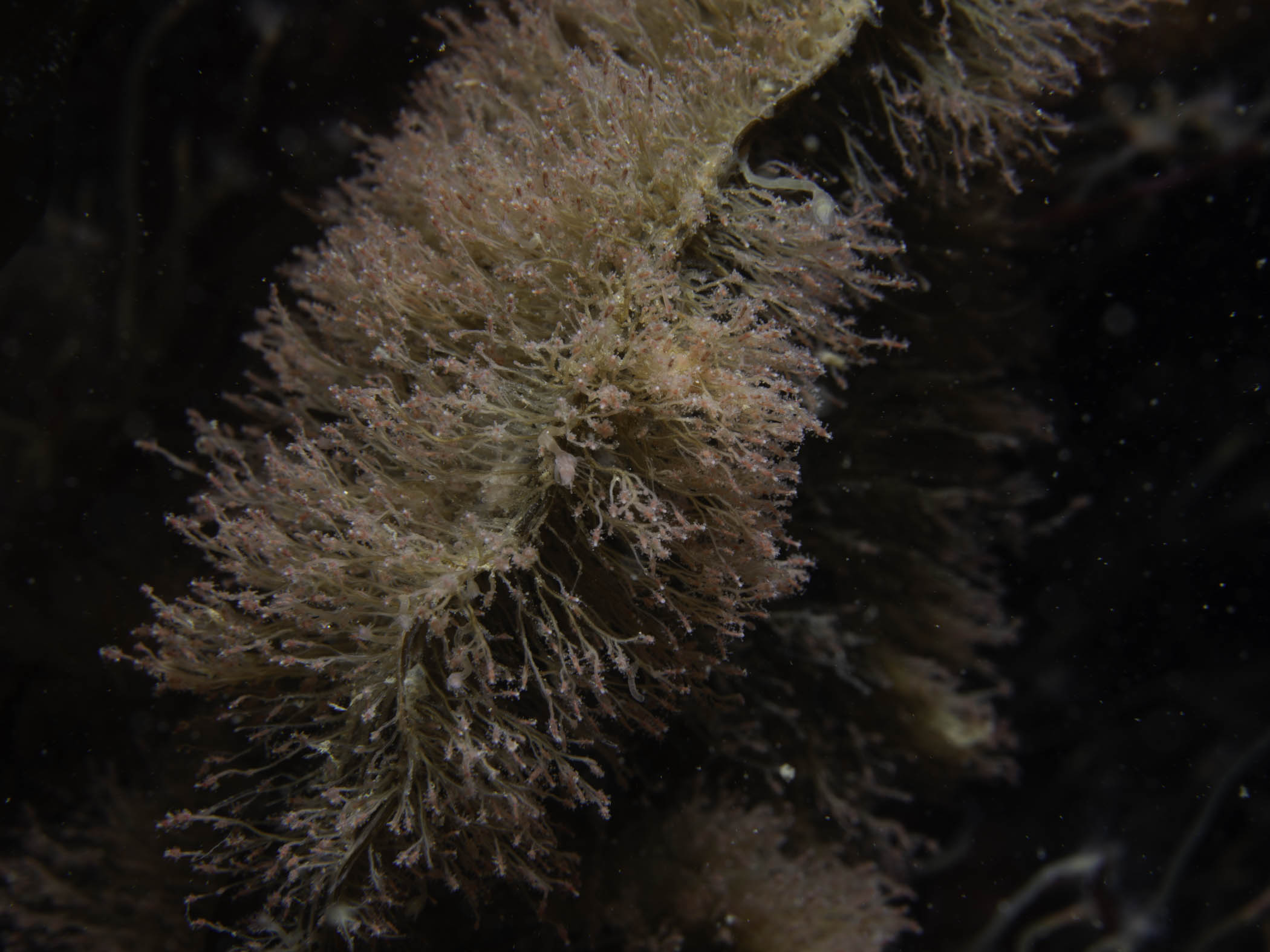 image: Coryne eximia. Growing on kelp, The Maidens, Larne, 2022.