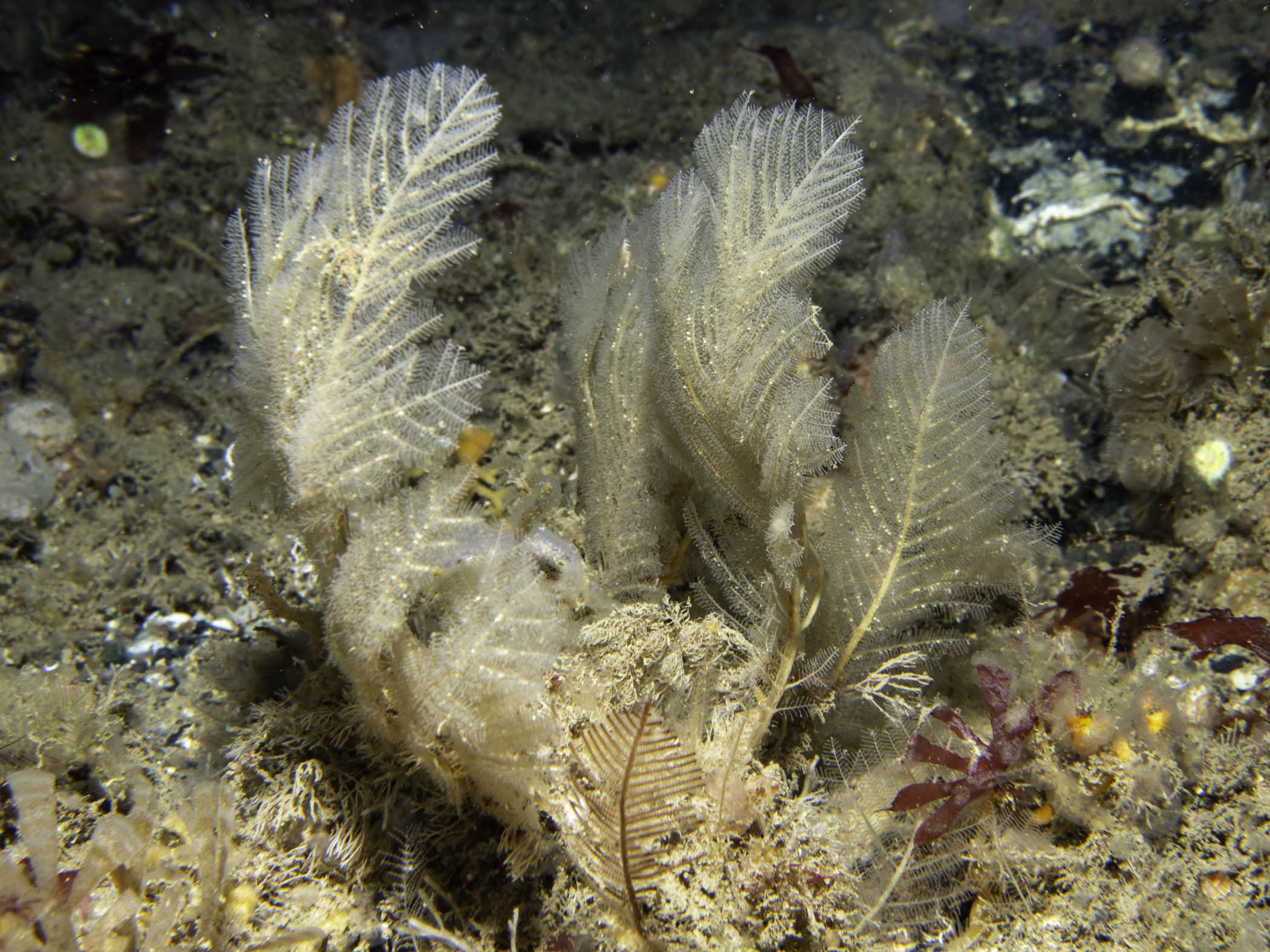 image: Polyplumaria flabellata. Rathlin Island, 2023.