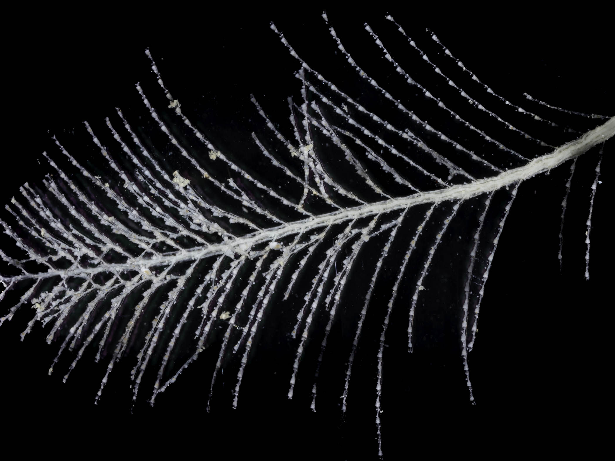 image: Schizotricha frutescens. Studio shot showing close up of colony.