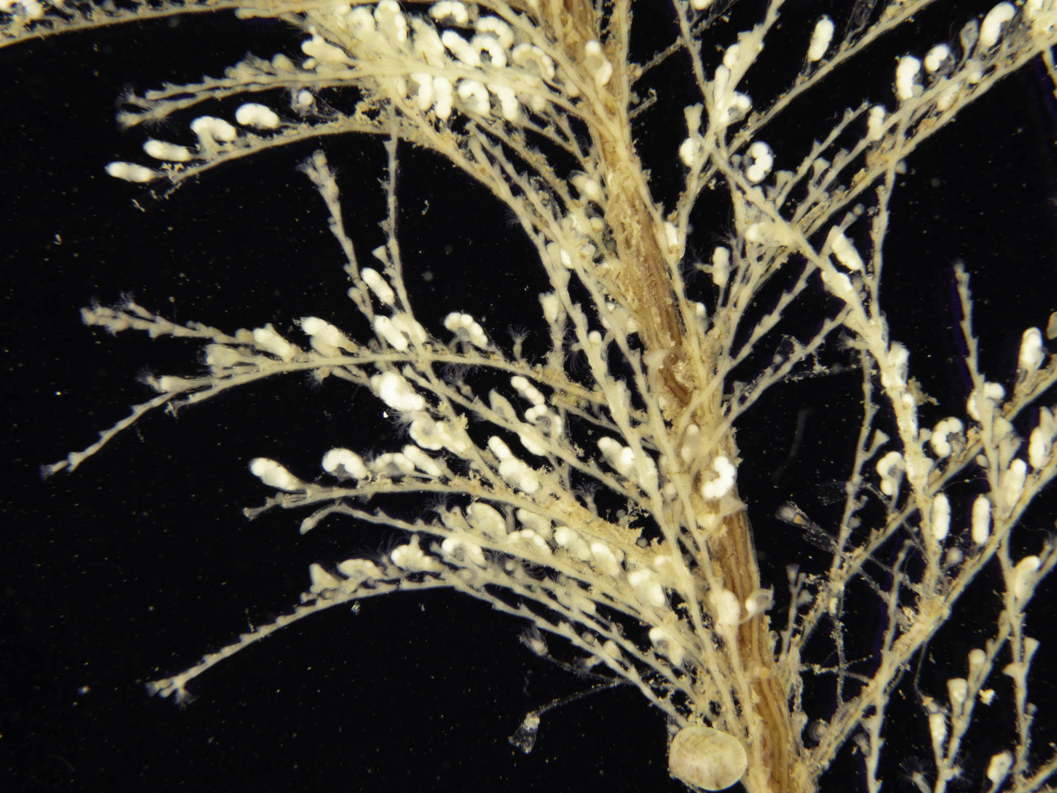 image: Halecium plumosum. Studio shot of fertile specimen, Strangford Lough, 2023.