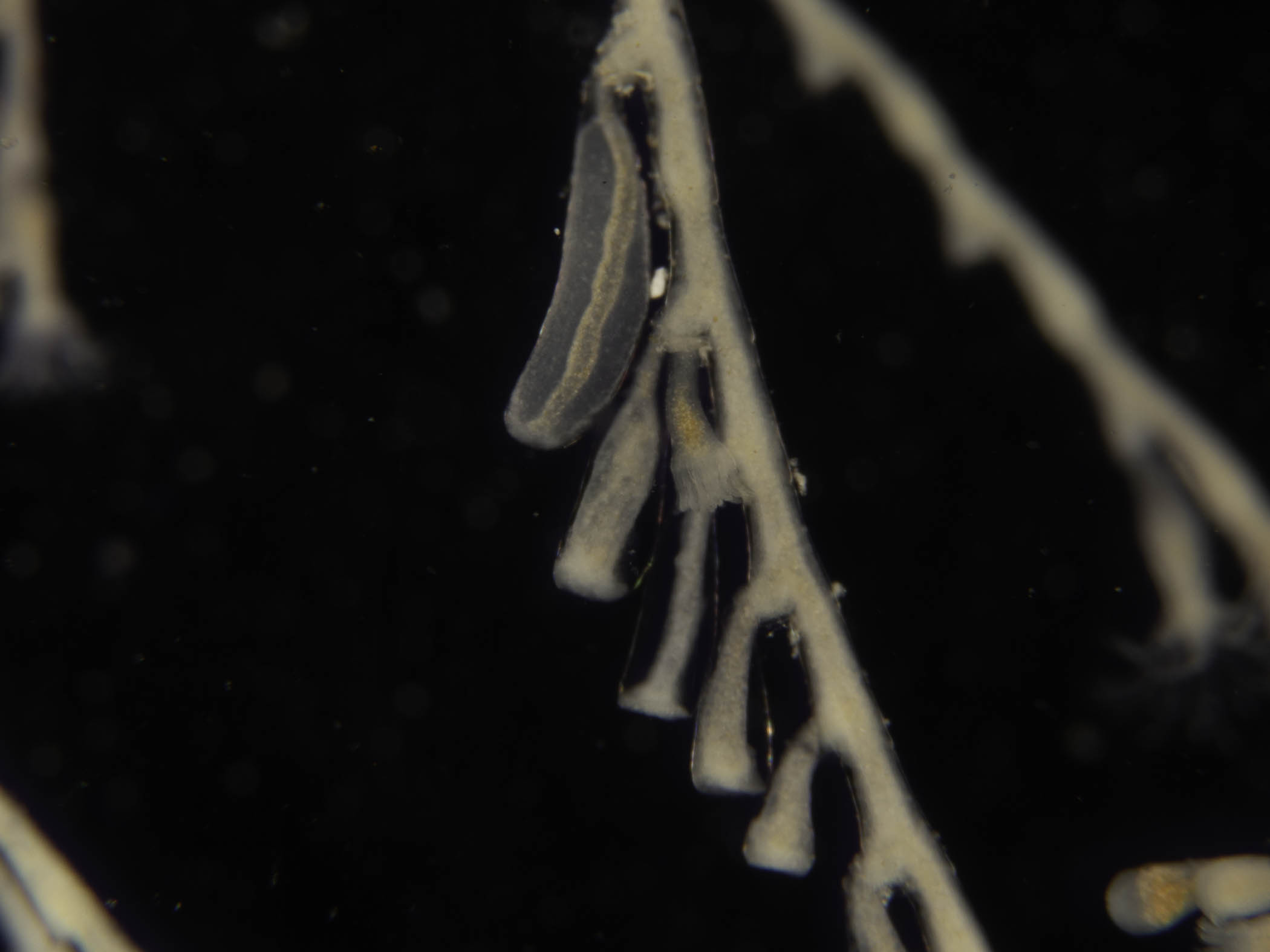 image: Halecium plumosum. Studio shot of fertile specimen showing gonothecae, Strangford Lough, 2023.