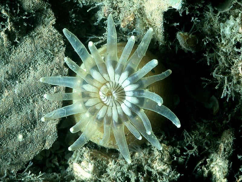 image: Anemonactis mazeli. 