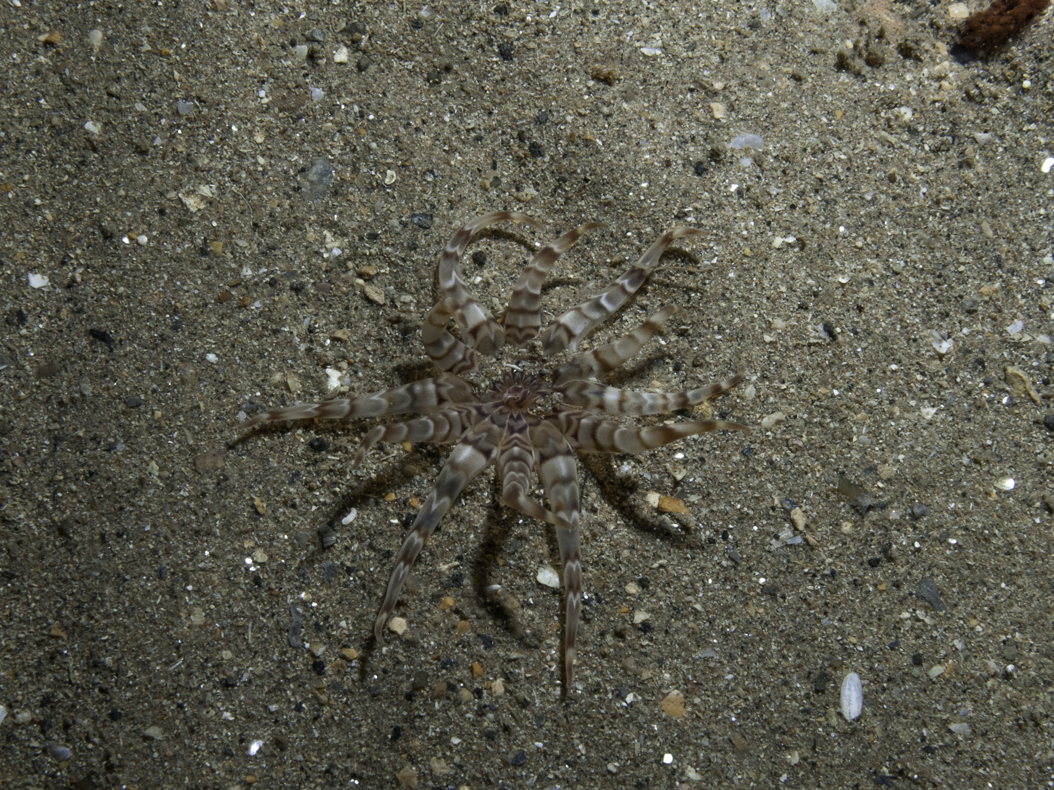 image: Peachia cylindrica. Rathlin Island, 2009.