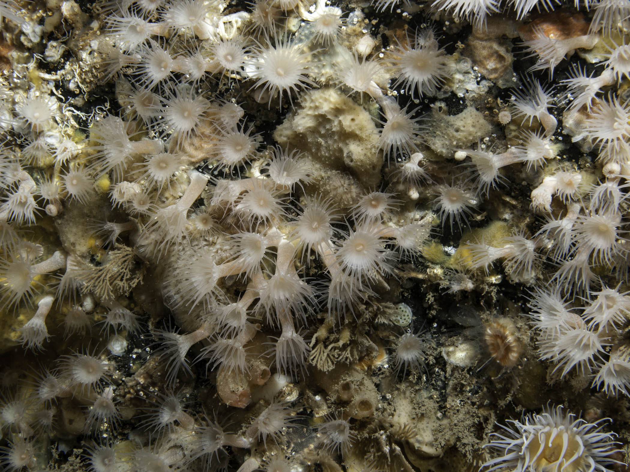 image: Parazoanthus anguicomus. Rathlin Island, 2009.