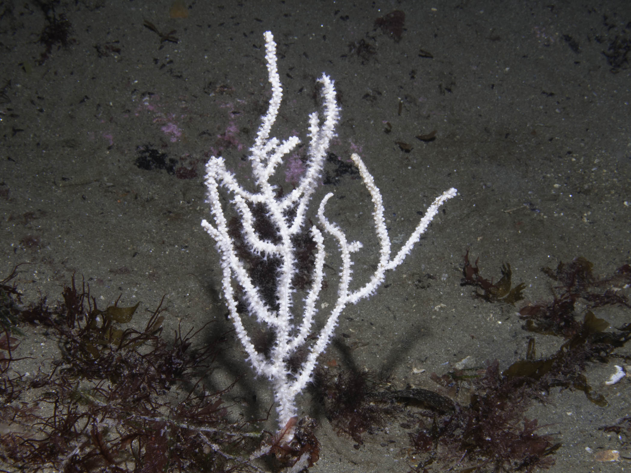 image: Eunicella verrucosa. Mullaghmore, Co. Sligo, 2009.