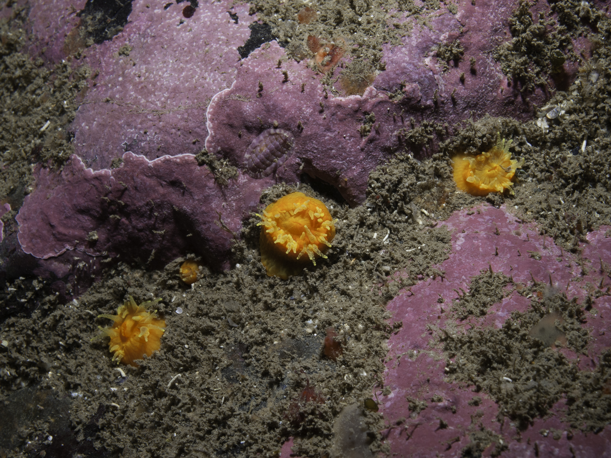 image: Balanophyllia regia. Skomer, 2009.