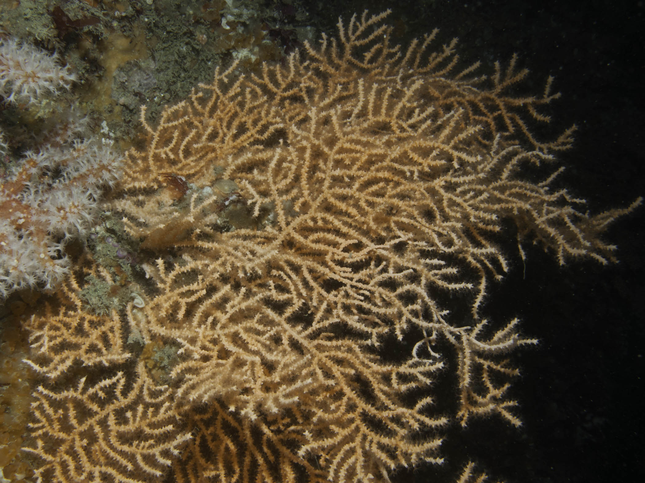 image: Eunicella verrucosa. Sark, 2010.