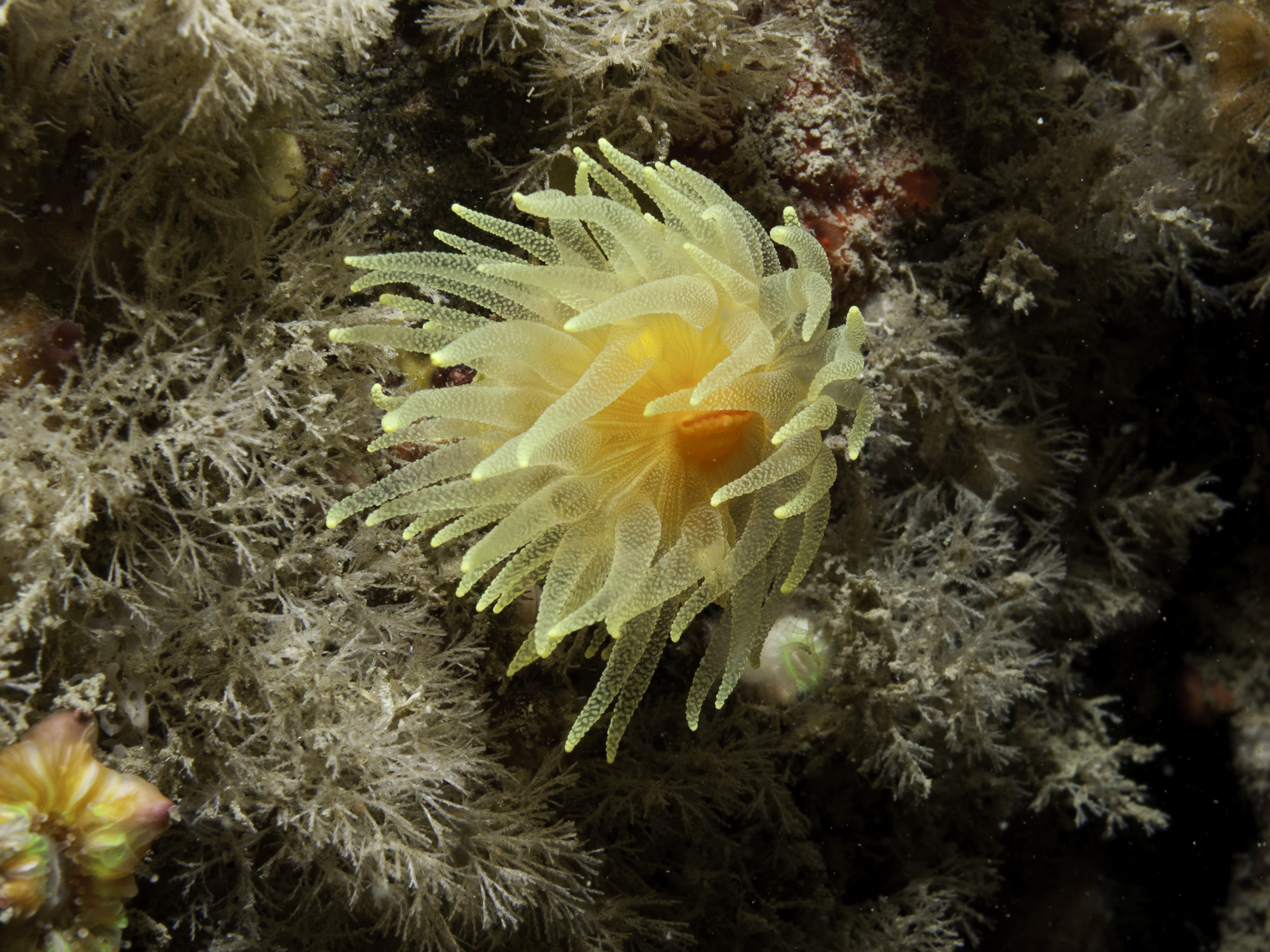 image: Leptopsammia pruvoti. Sark, 2010.