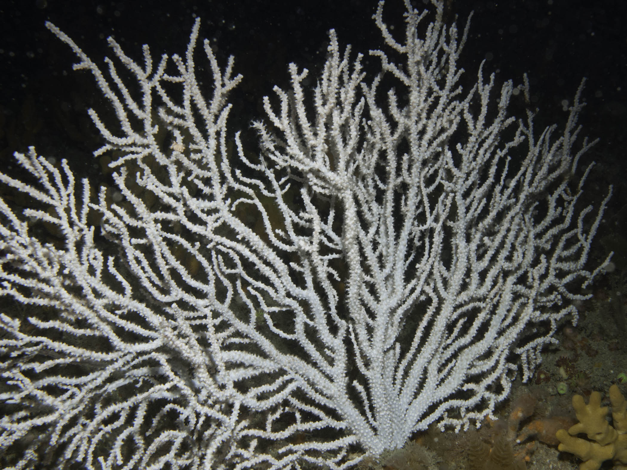 image: Eunicella verrucosa. Sark, 2010.