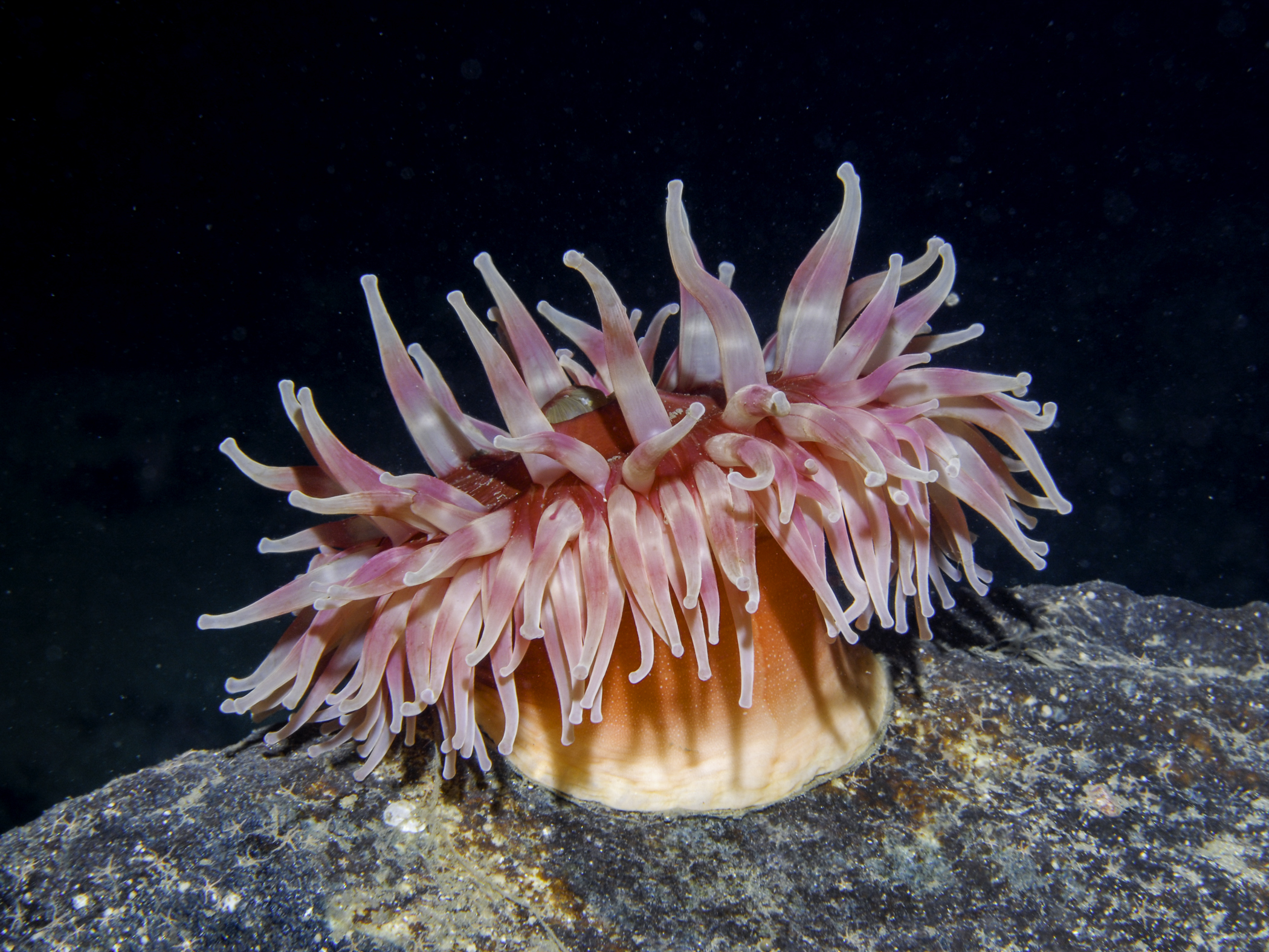 Urticina eques image: bep2_0321