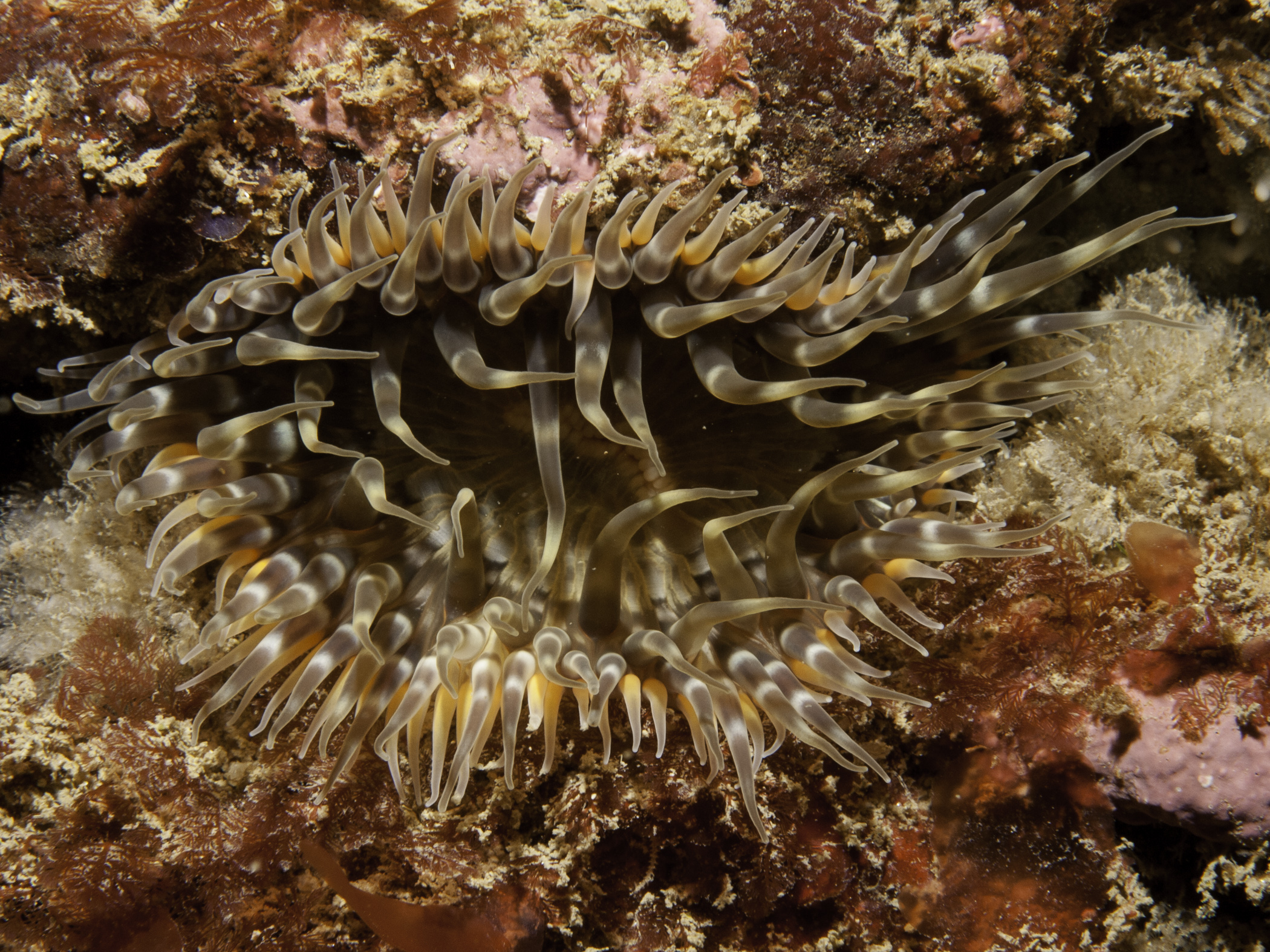 image: Cylista elegans. St. John's Point, Donegal, 2007.