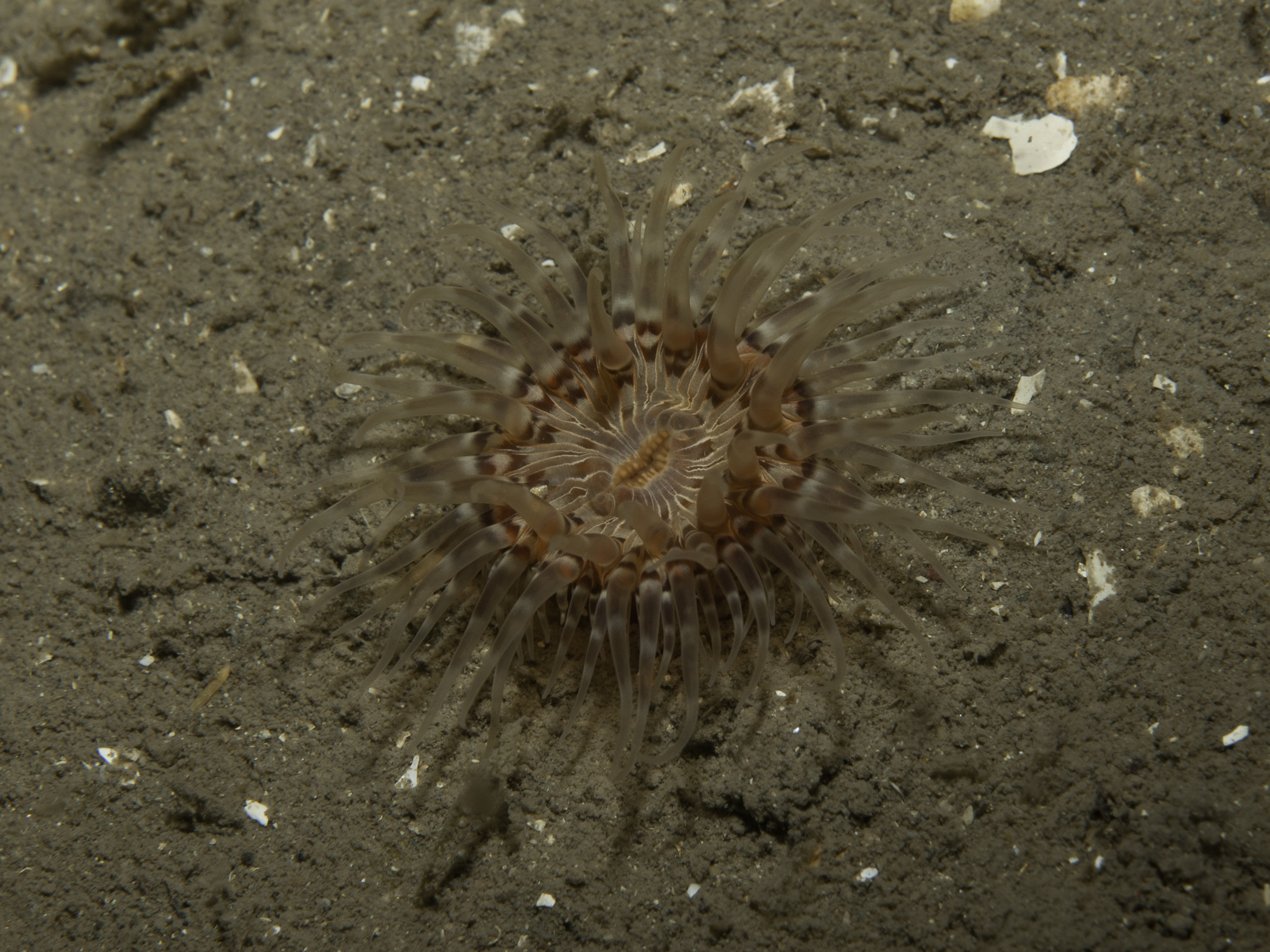 image: Sagartia lacerata. Strangford Lough, 2007.