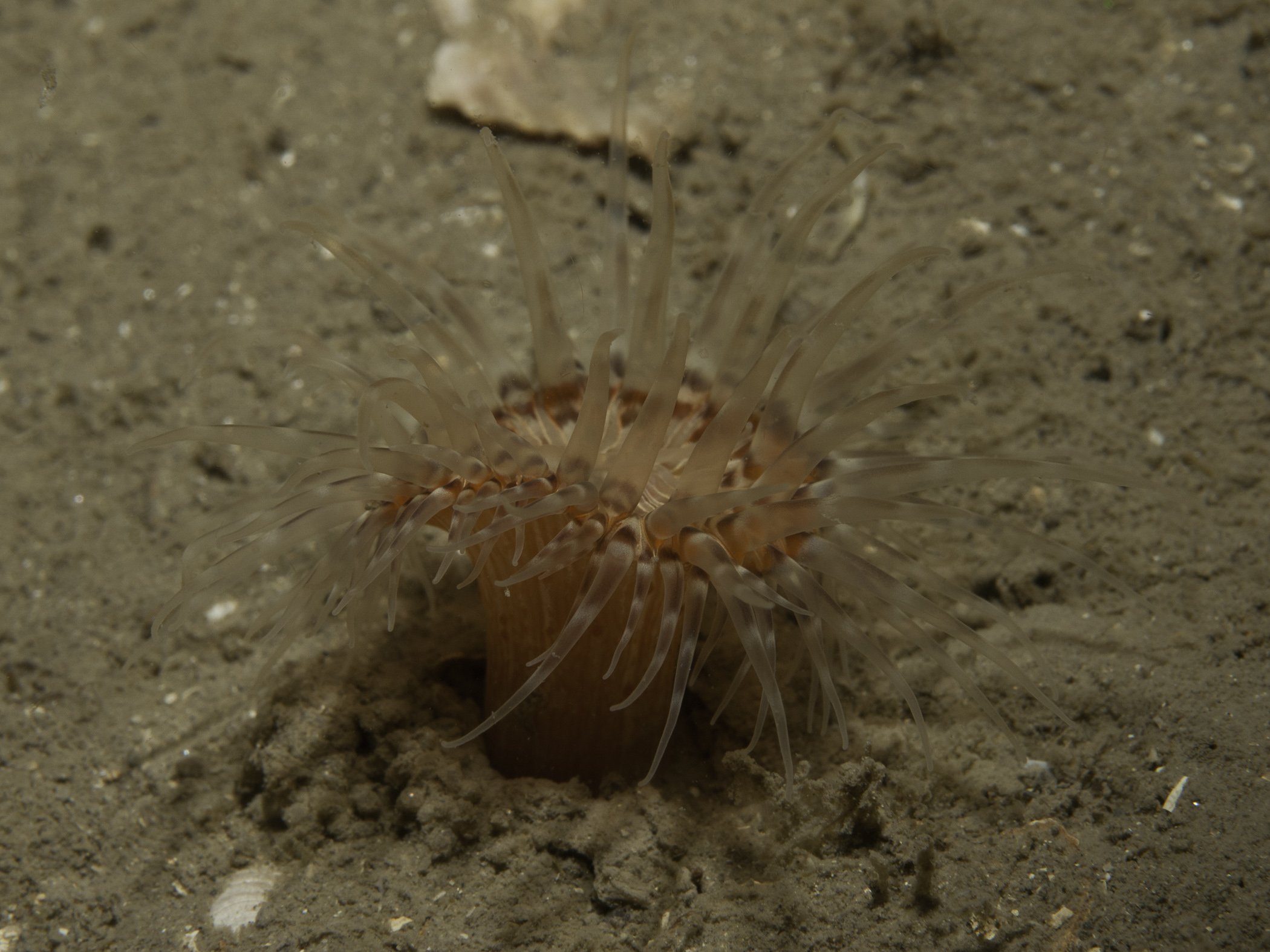 image: Sagartia lacerata. Showing column, Strangford Lough, 2007.