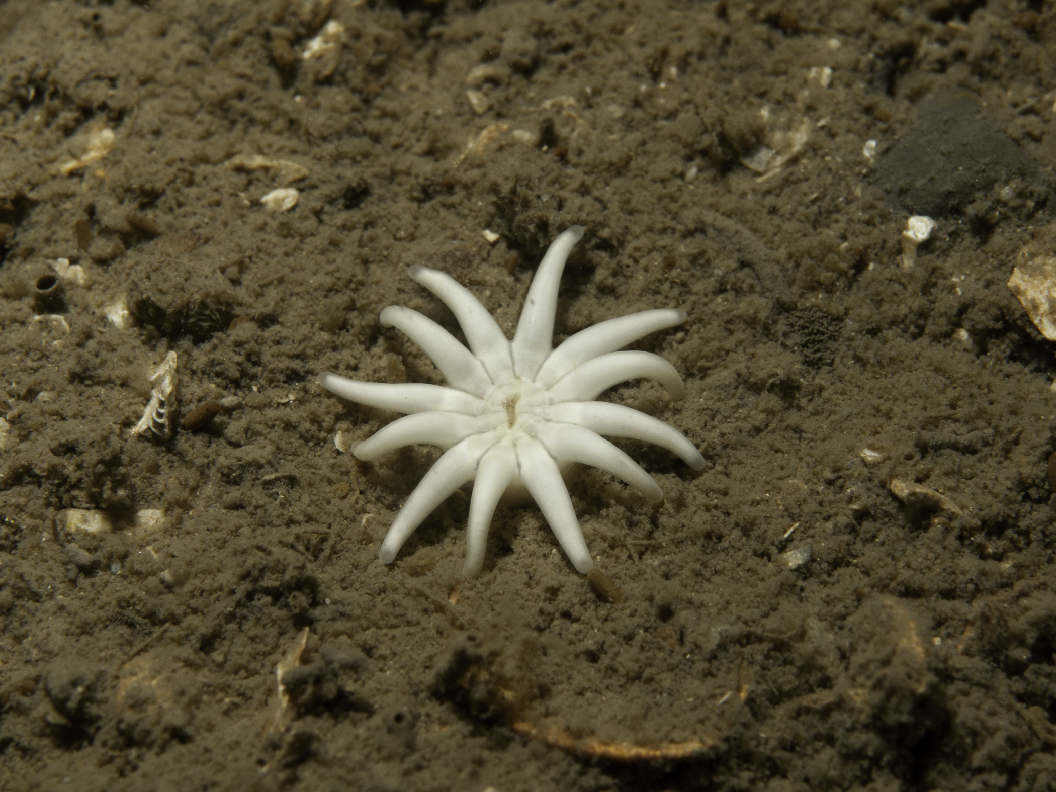 image: Halcampa chrysanthellum. White form, Strangford Lough, 2007.