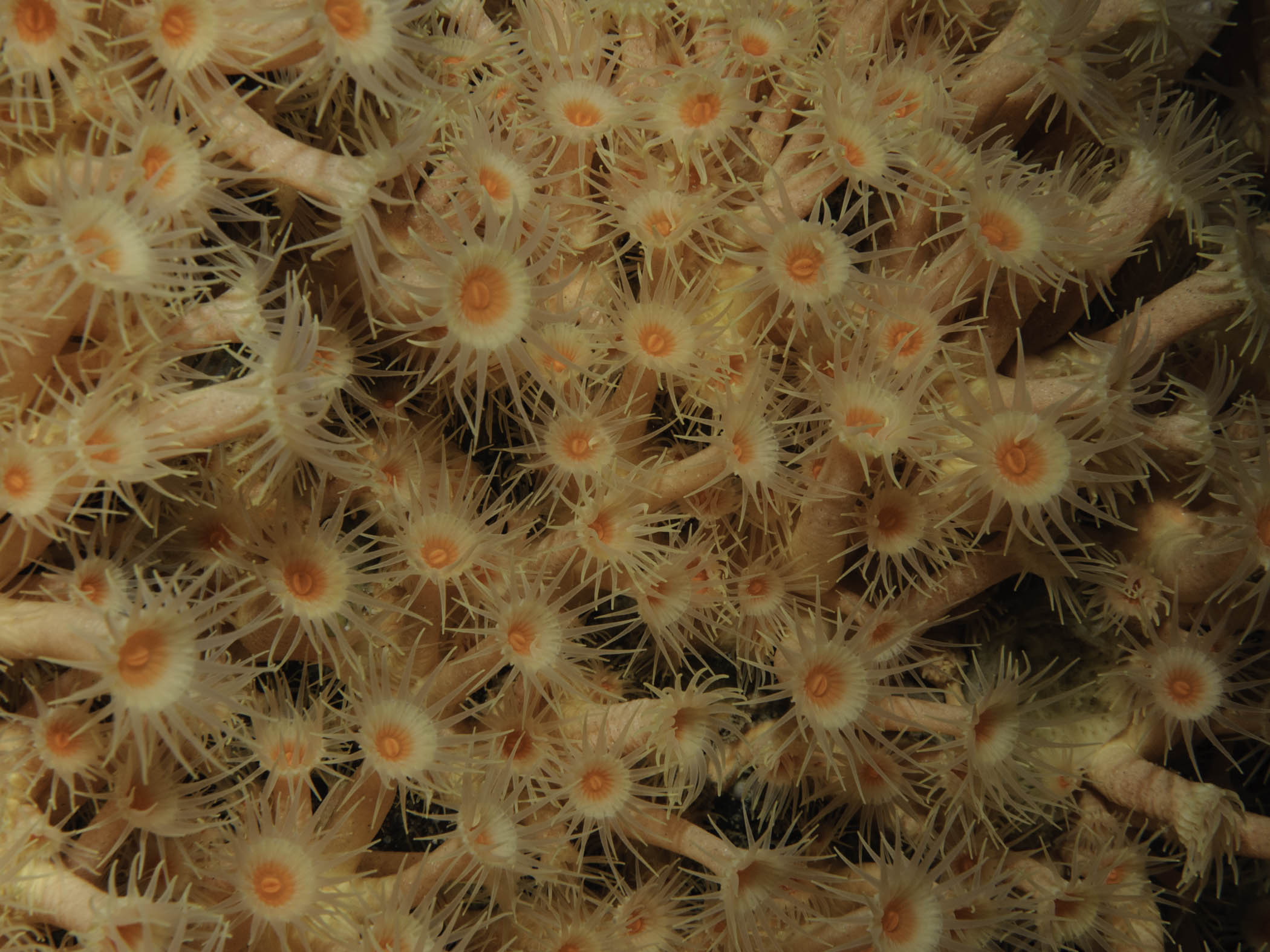 image: Parazoanthus axinellae. Rathlin Island, 2007.