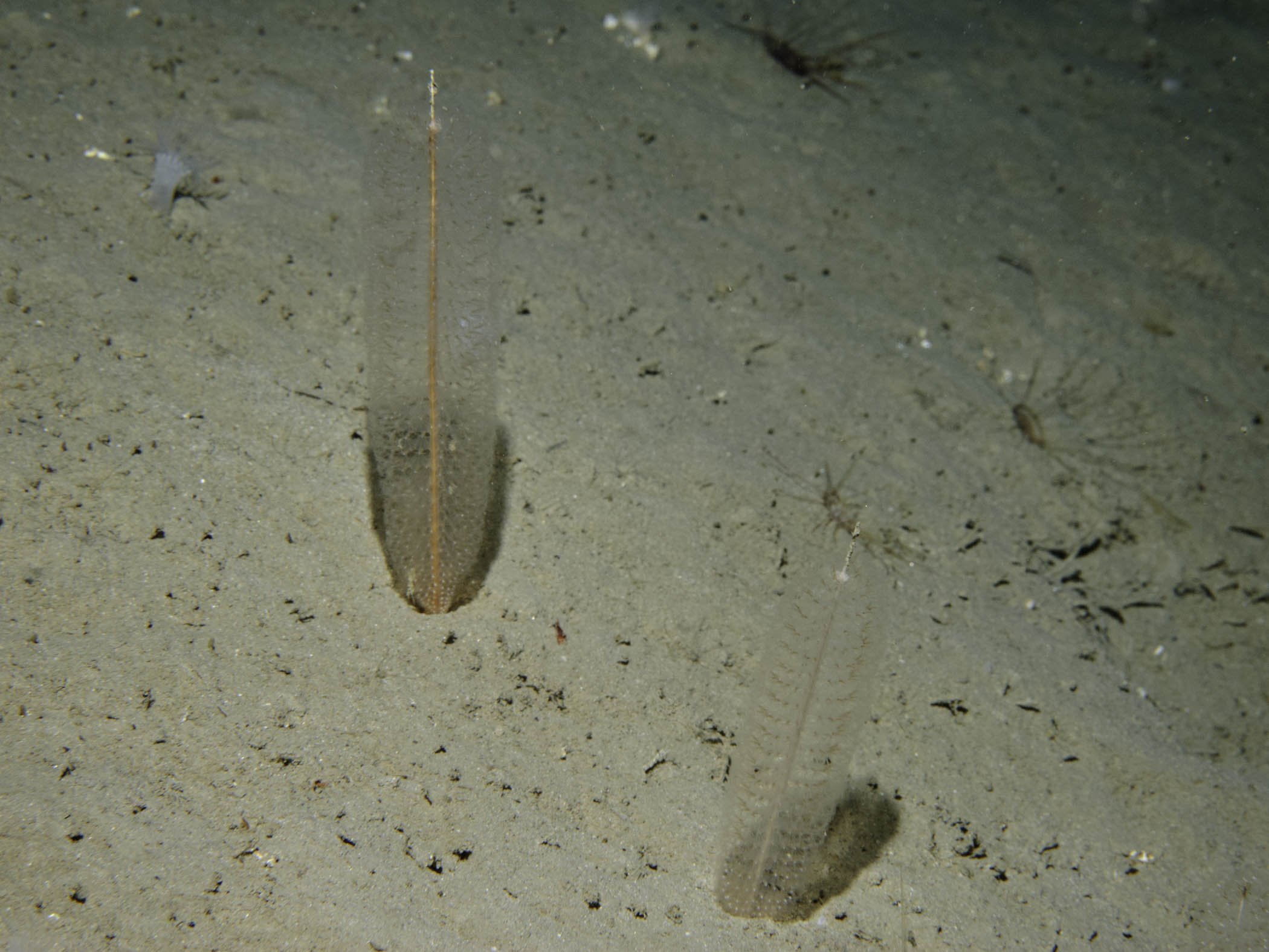 image: Virgularia mirabilis. Rathlin Island, 2007.