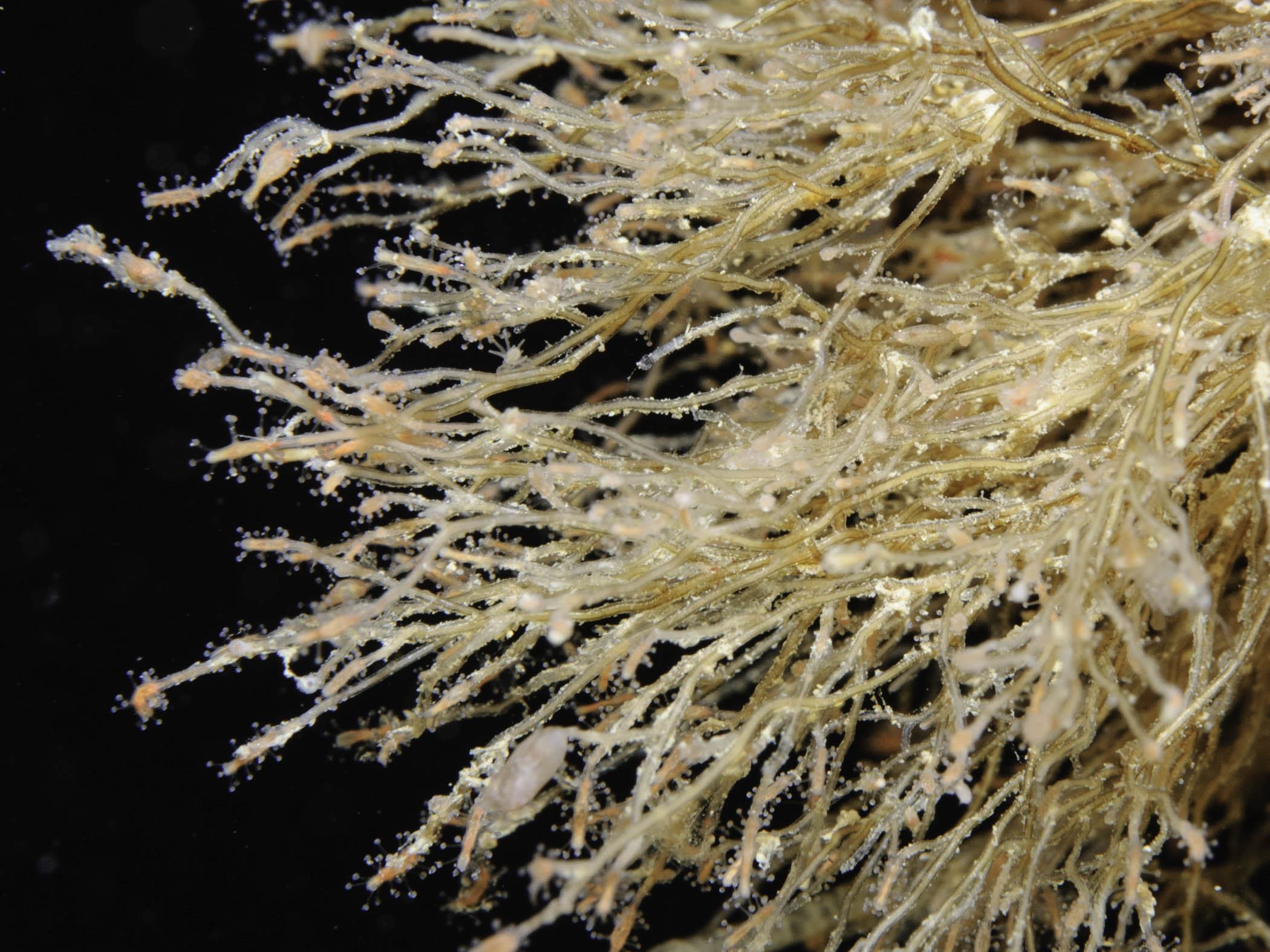image: Coryne eximia. Close-up showing polyps, Rathlin, 2007.